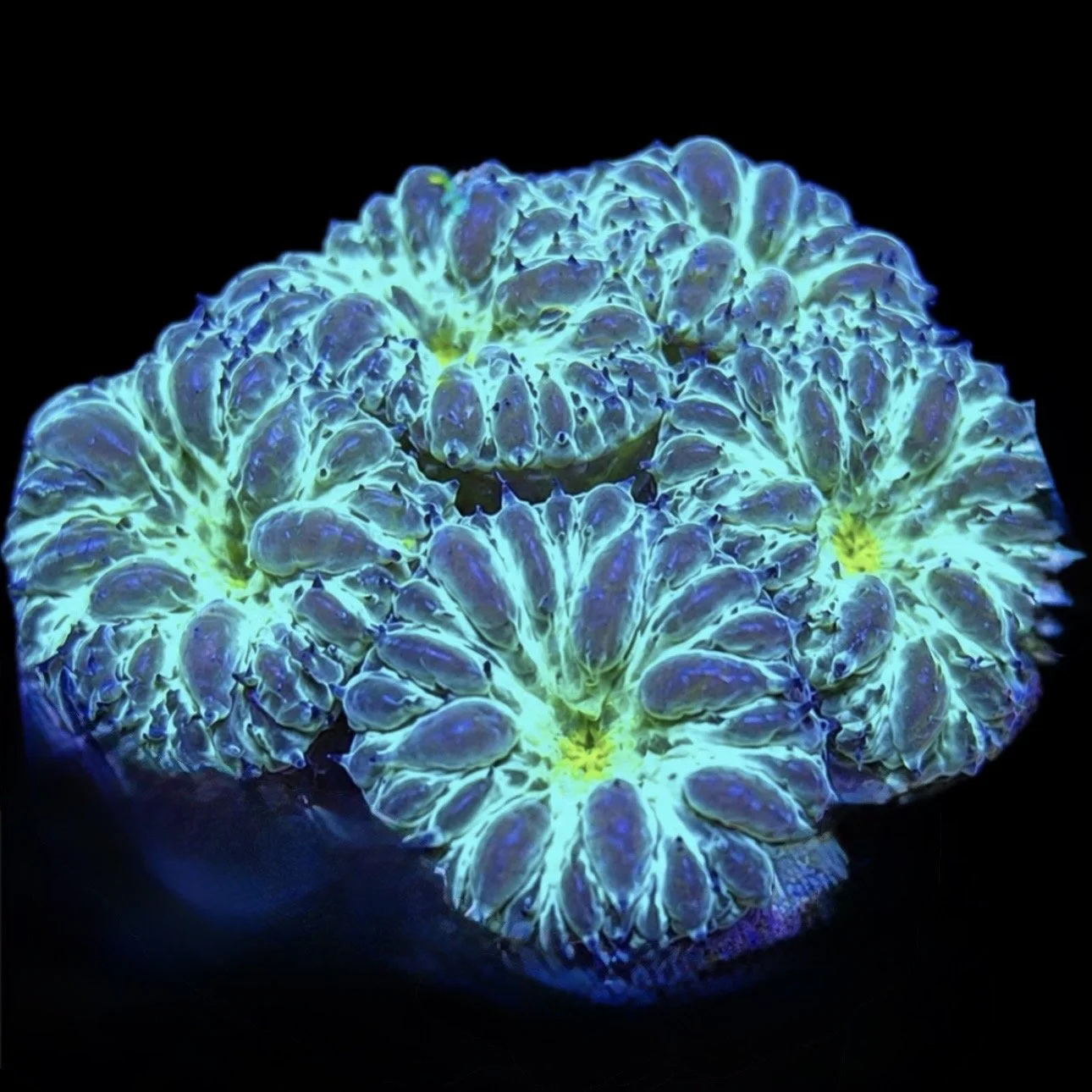Iceland Green Blastomussa Wellsi Coral