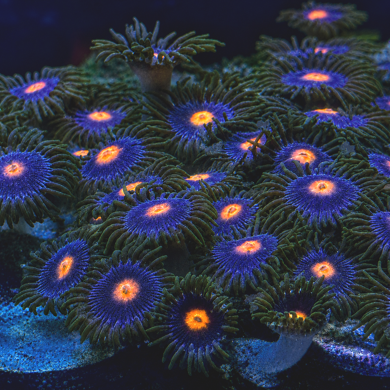 Duskfire+Zoanthids.png