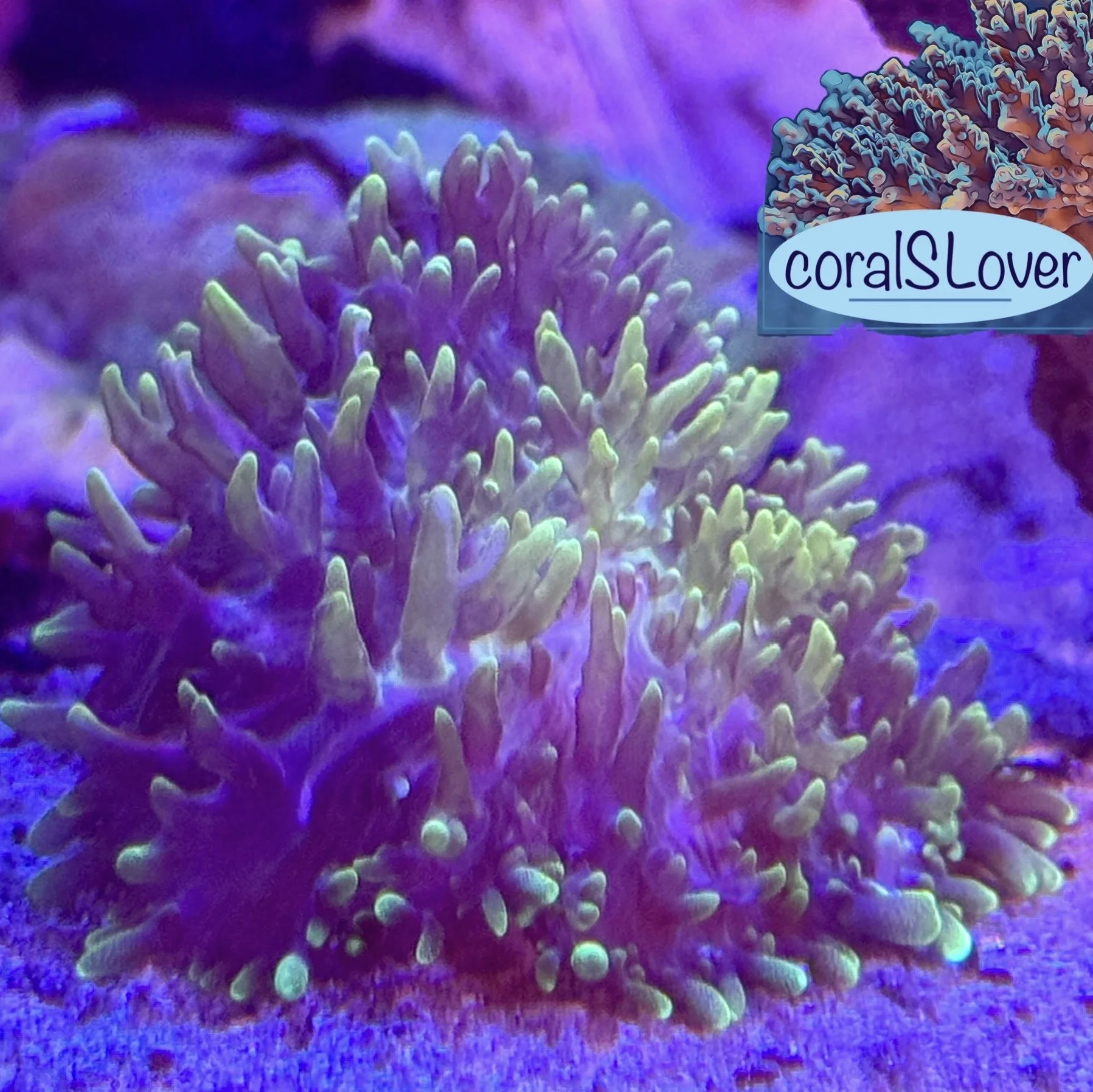 Rhodactis hairy mushroom coral fully expanded with bright green glow