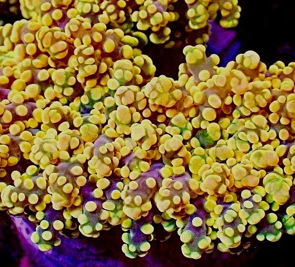 Aquacultured Golden Frogspawn Euphyllia coral displayed as a centerpiece in reef tank
