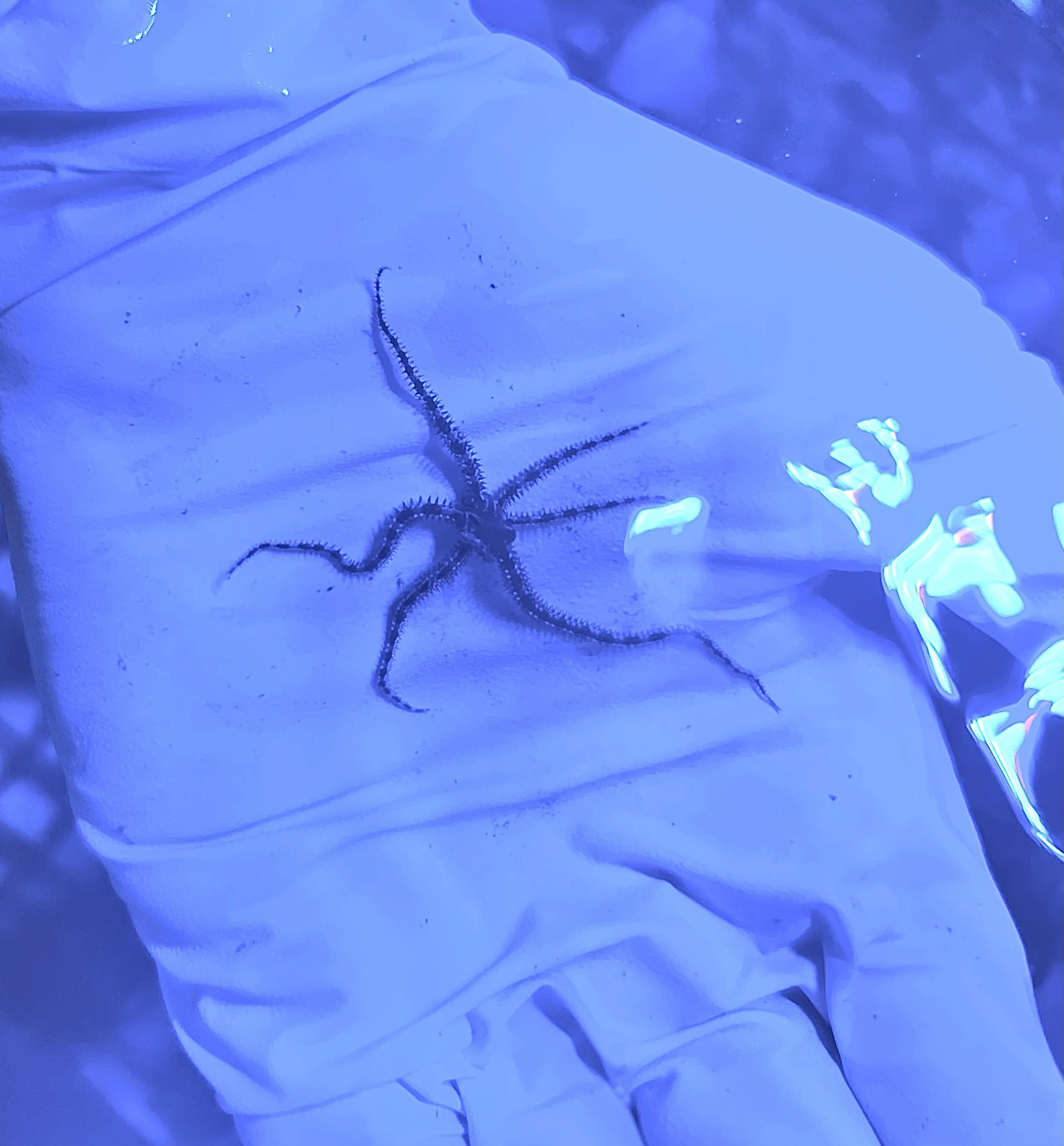 Reticulated brittle star with long banded arms reef safe clean up crew invertebrate