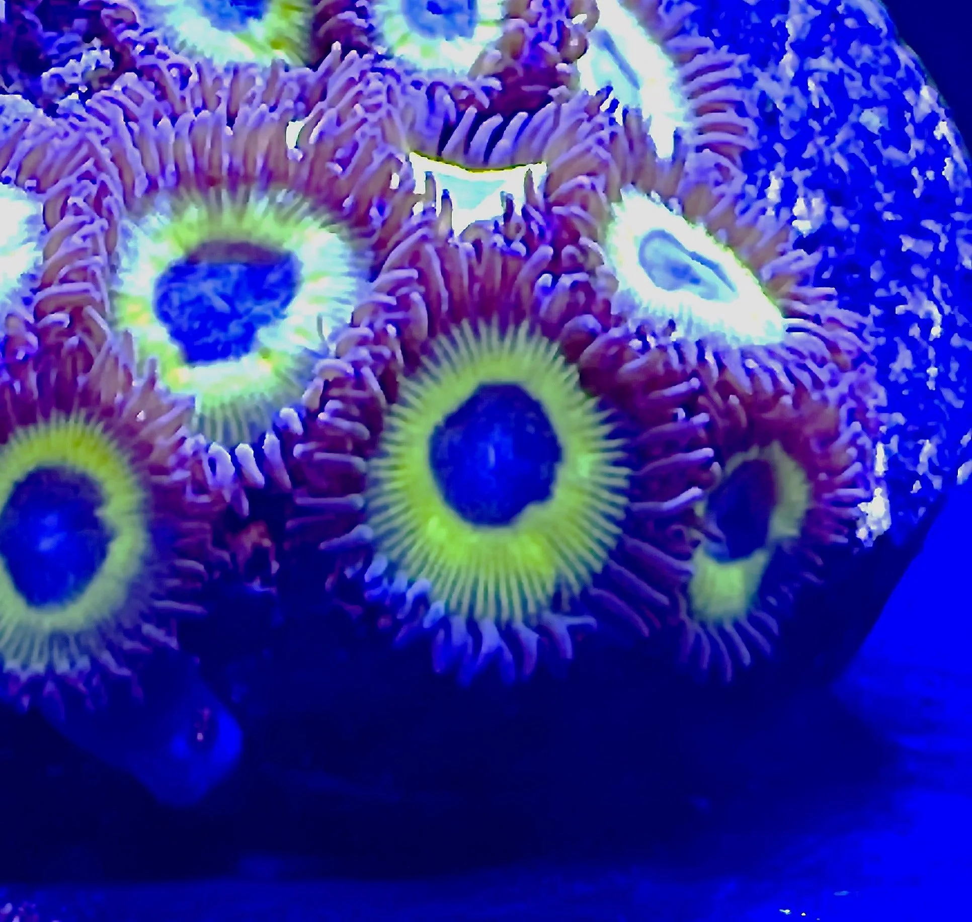 Close-up Yellow Submarine Zoanthid polyps showing intense yellow coloration and contrasting dark skirts under blue lighting.