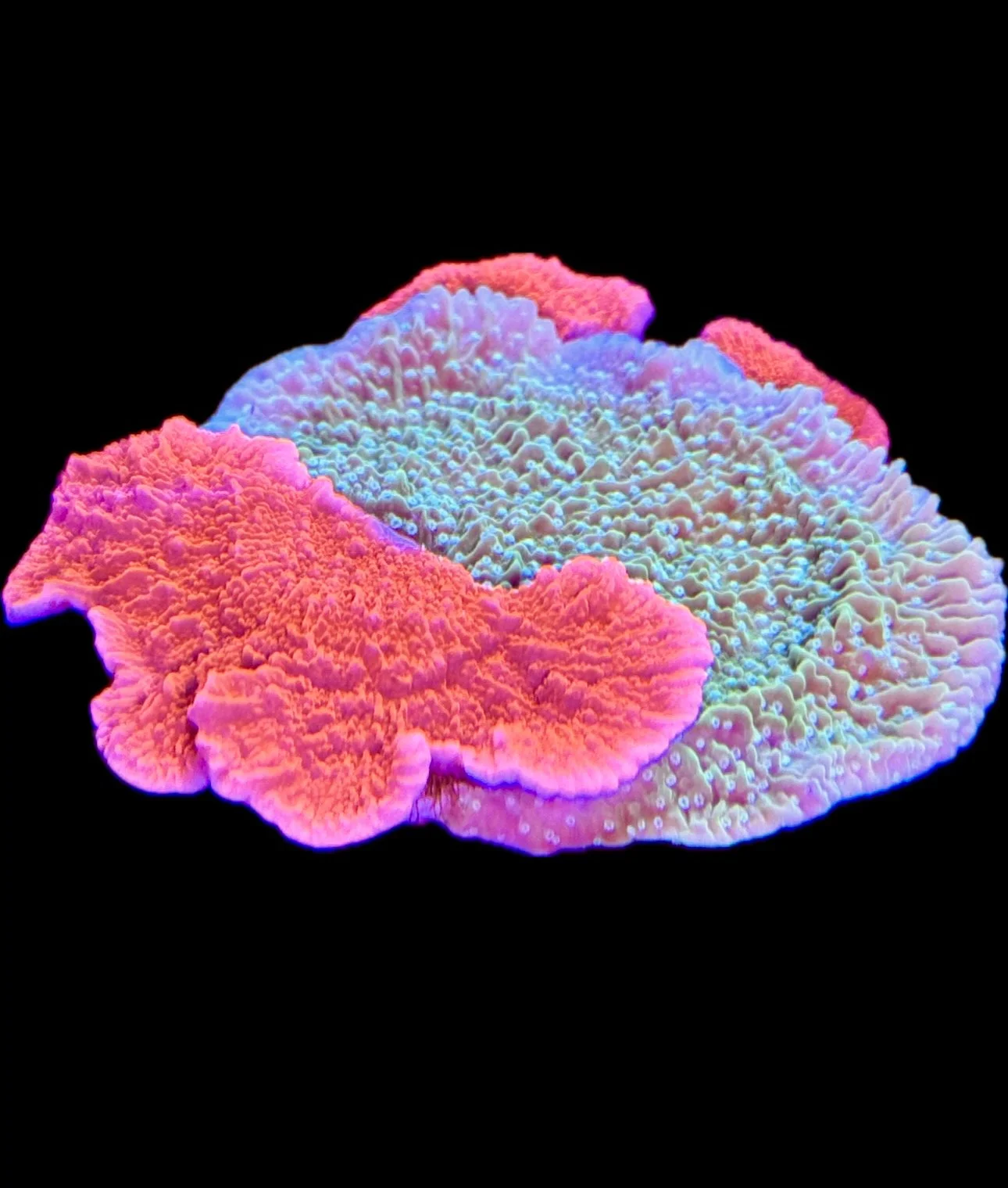 Aquacultured bi-color Montipora SPS coral encrusting and plating under blue reef lighting