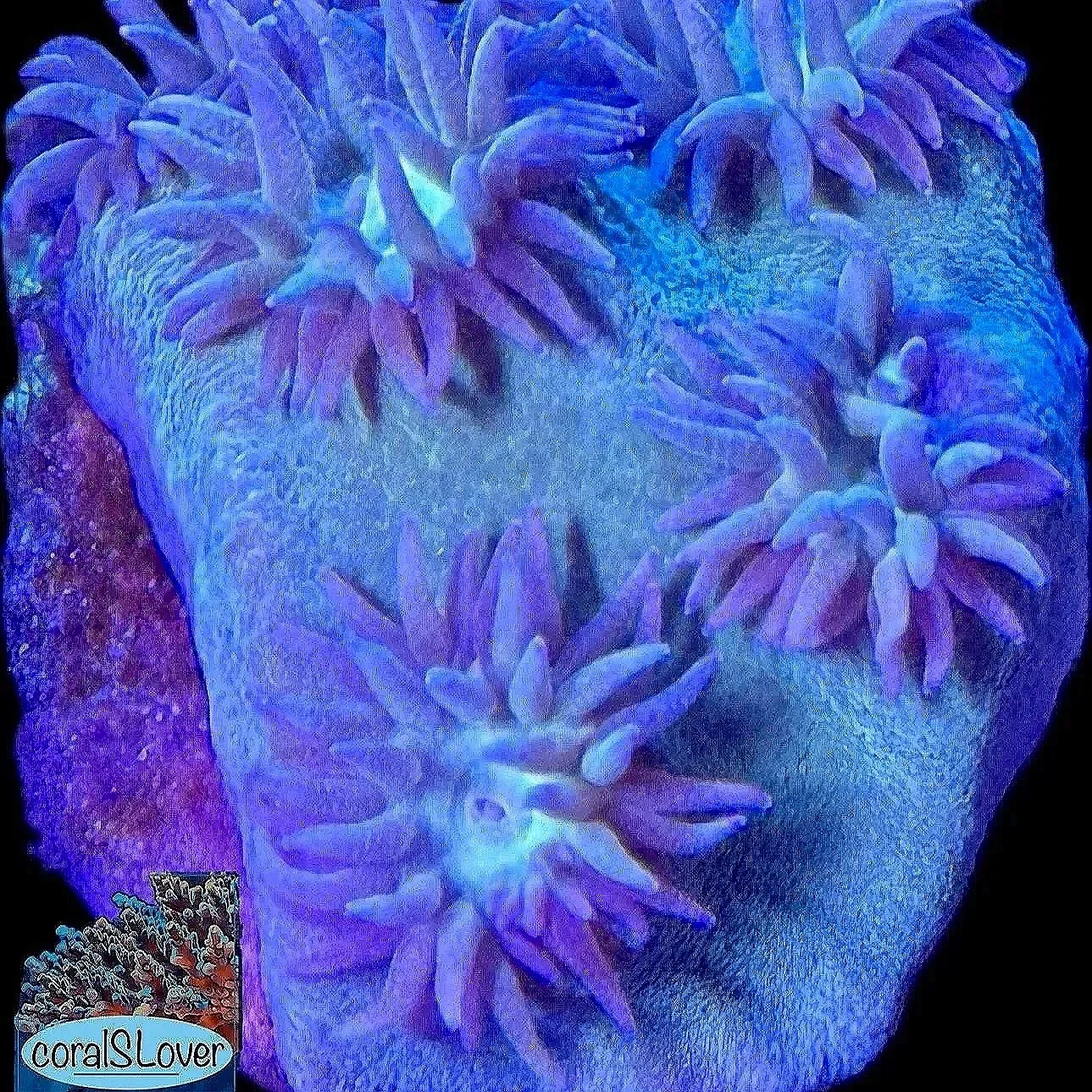 Emerald Green Turbinaria Scroll Coral