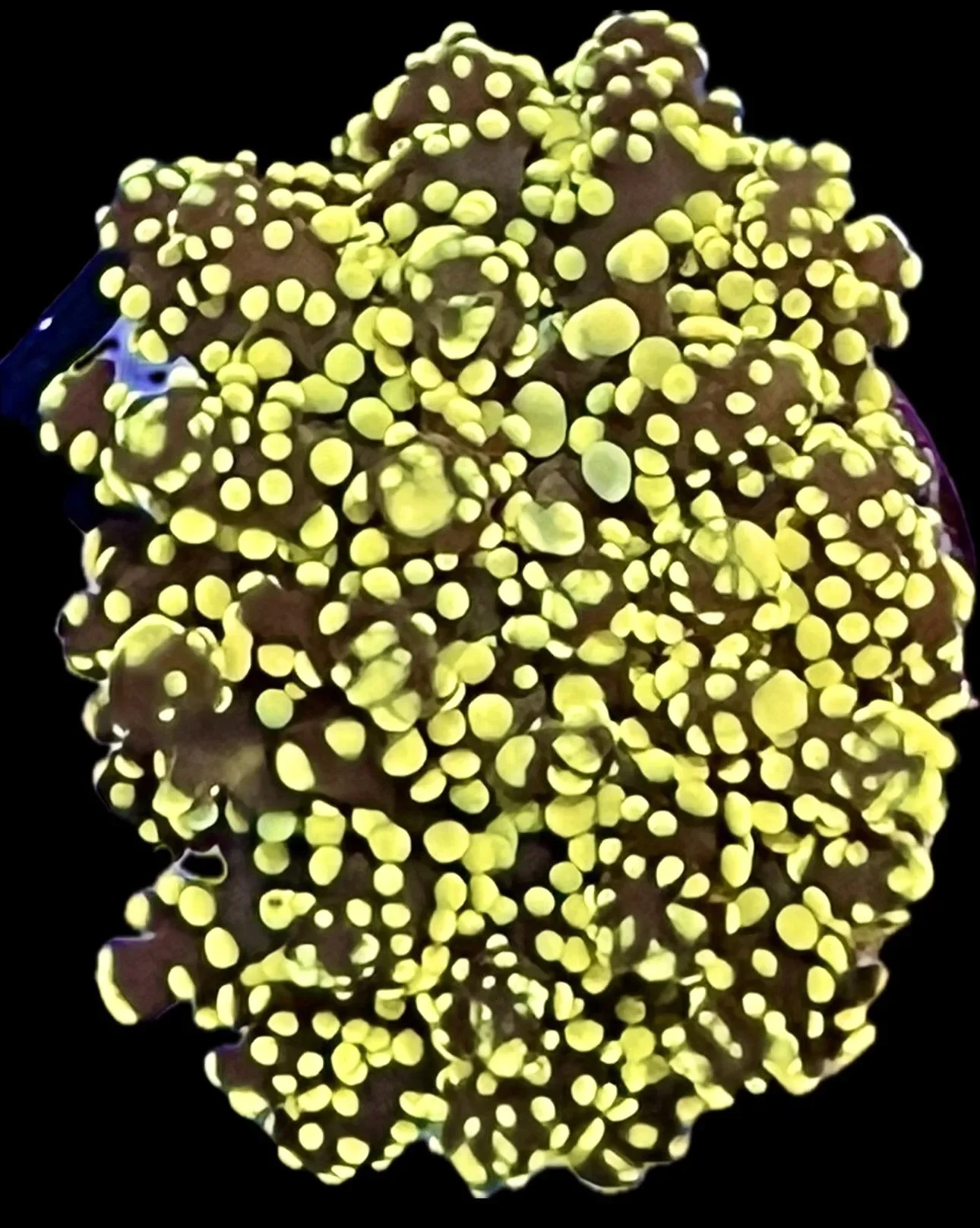 Golden Branching Frogspawn aquacultured LPS coral with bright golden-yellow tentacles