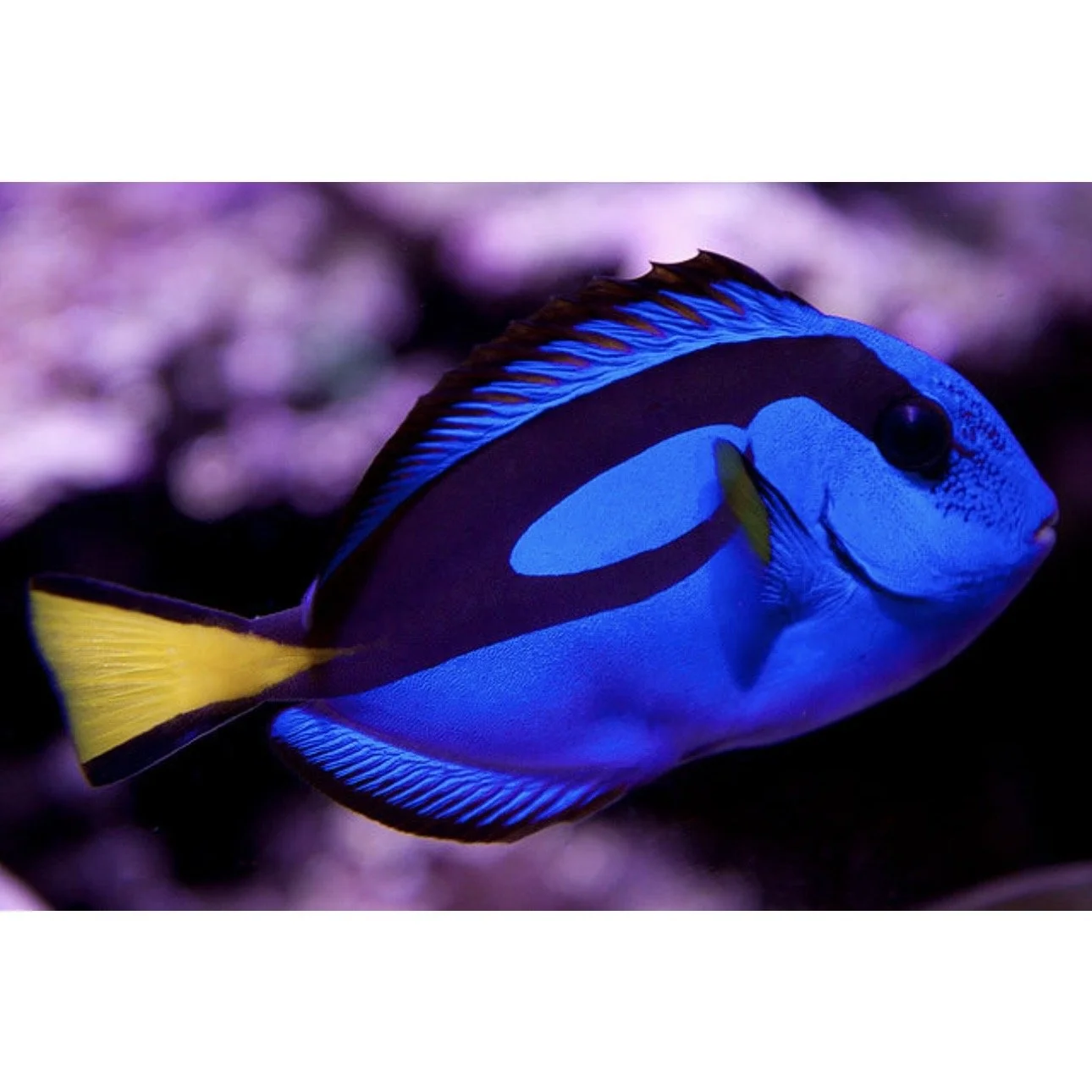Blue Hippo Tang Fish