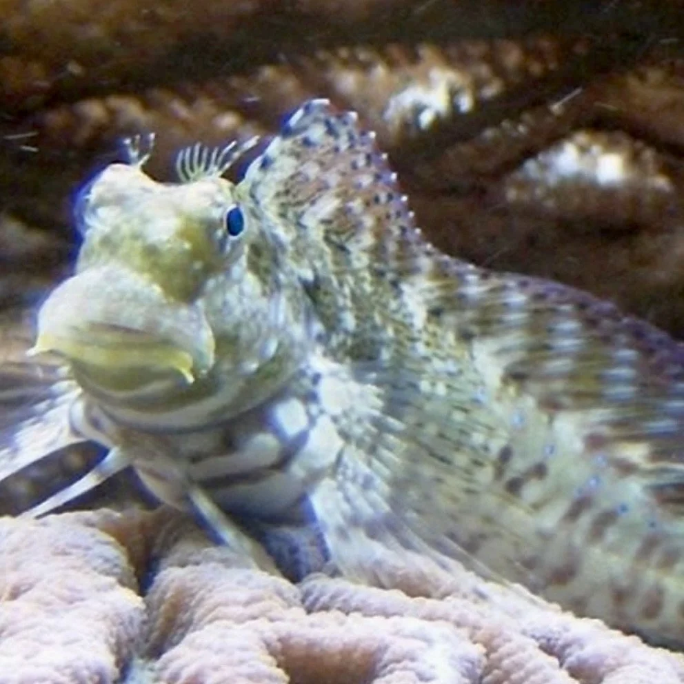 Image 7-31-24 at 5.41 PM.jpeg