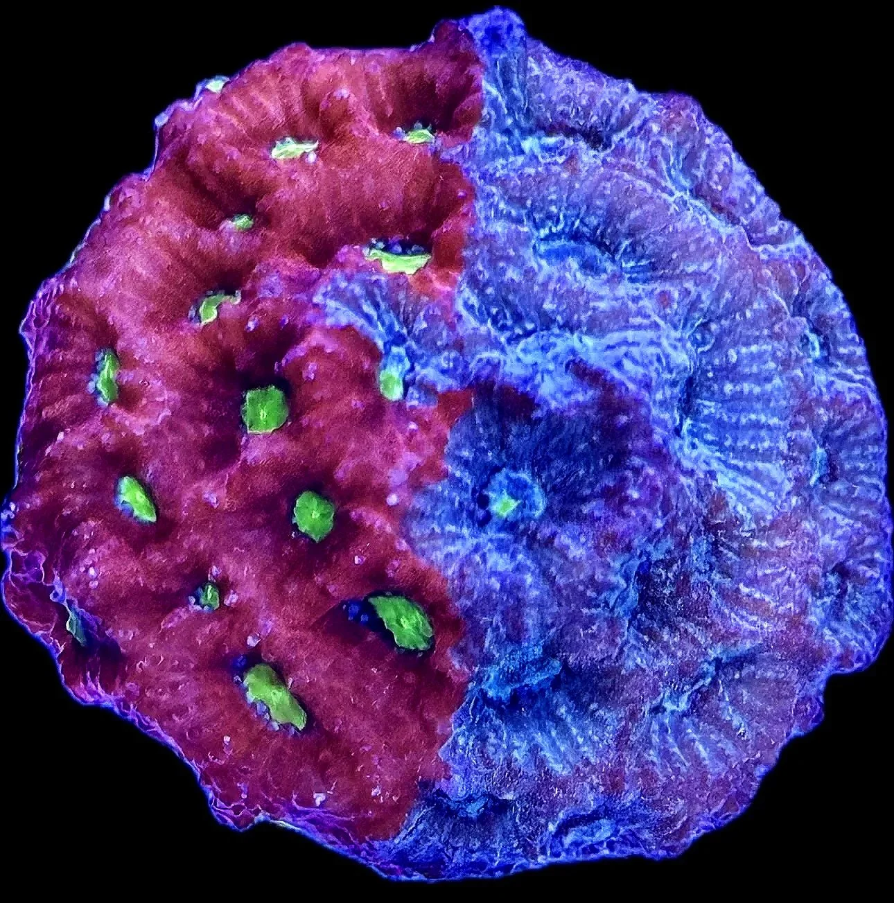 Close-up Favites pentagona showing bright red tissue and lime green corallite centers