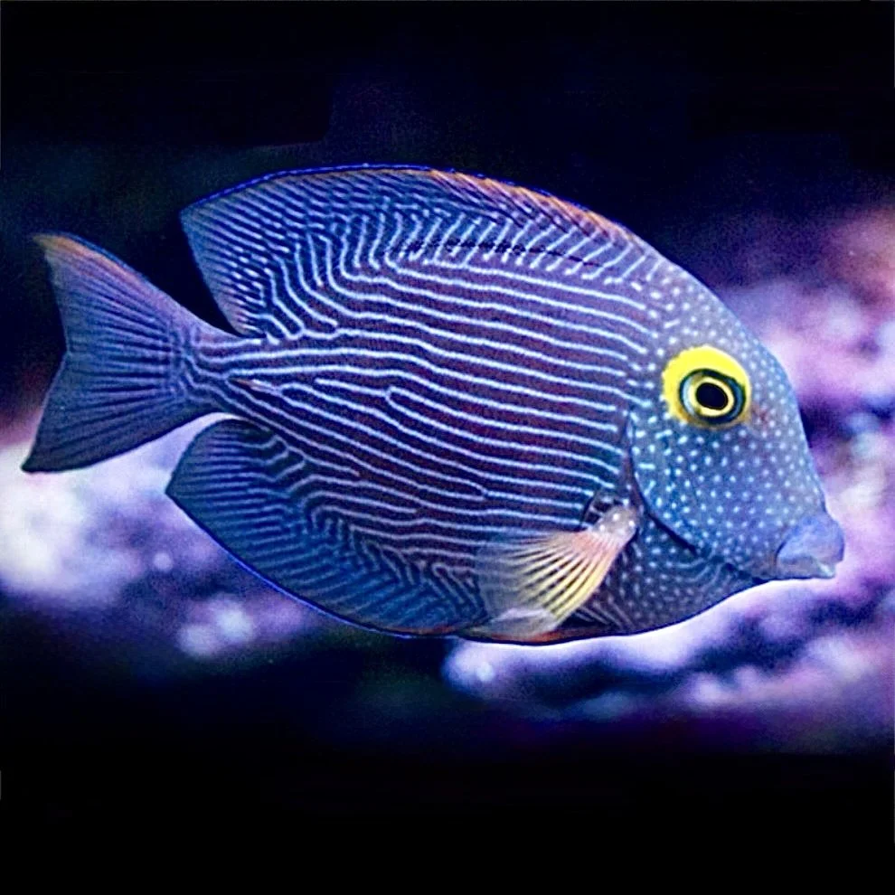 Kole Striped Tang showing fine horizontal striping and yellow eye
