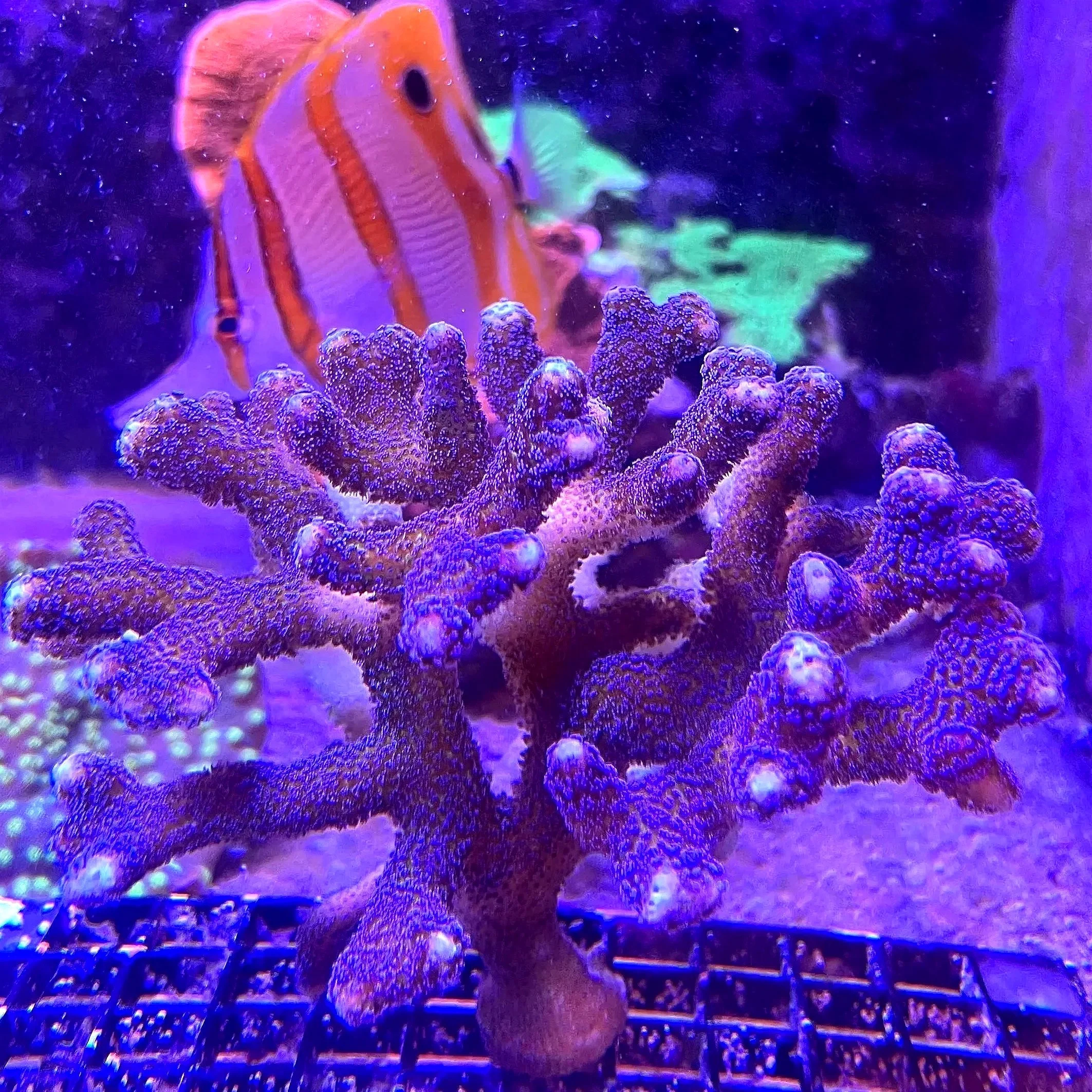 Close-up of Blue Pocillopora polyps showing fuzzy texture
