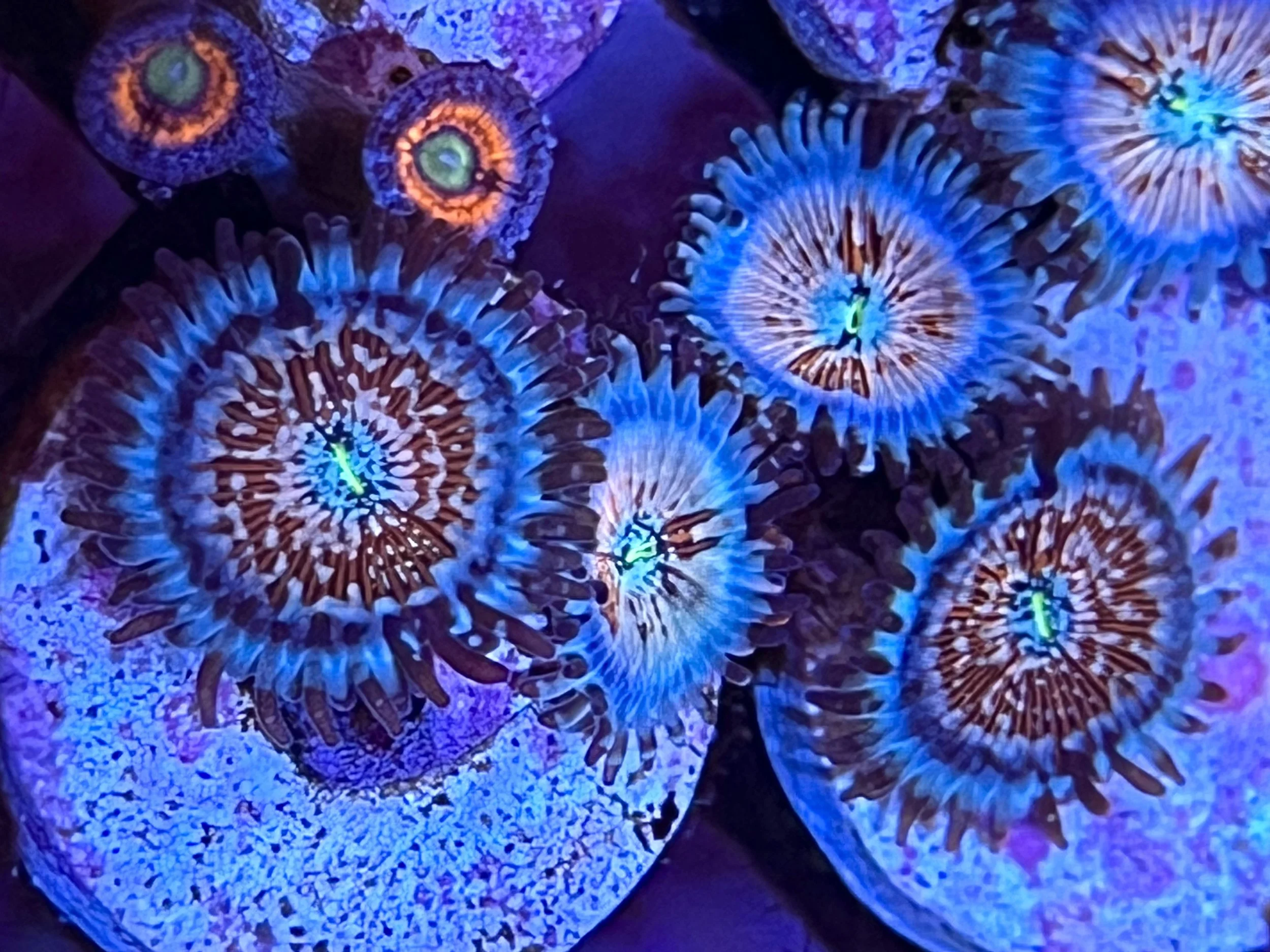 White Zombie Zoanthids frag encrusting plug with vivid red lashes and blue base