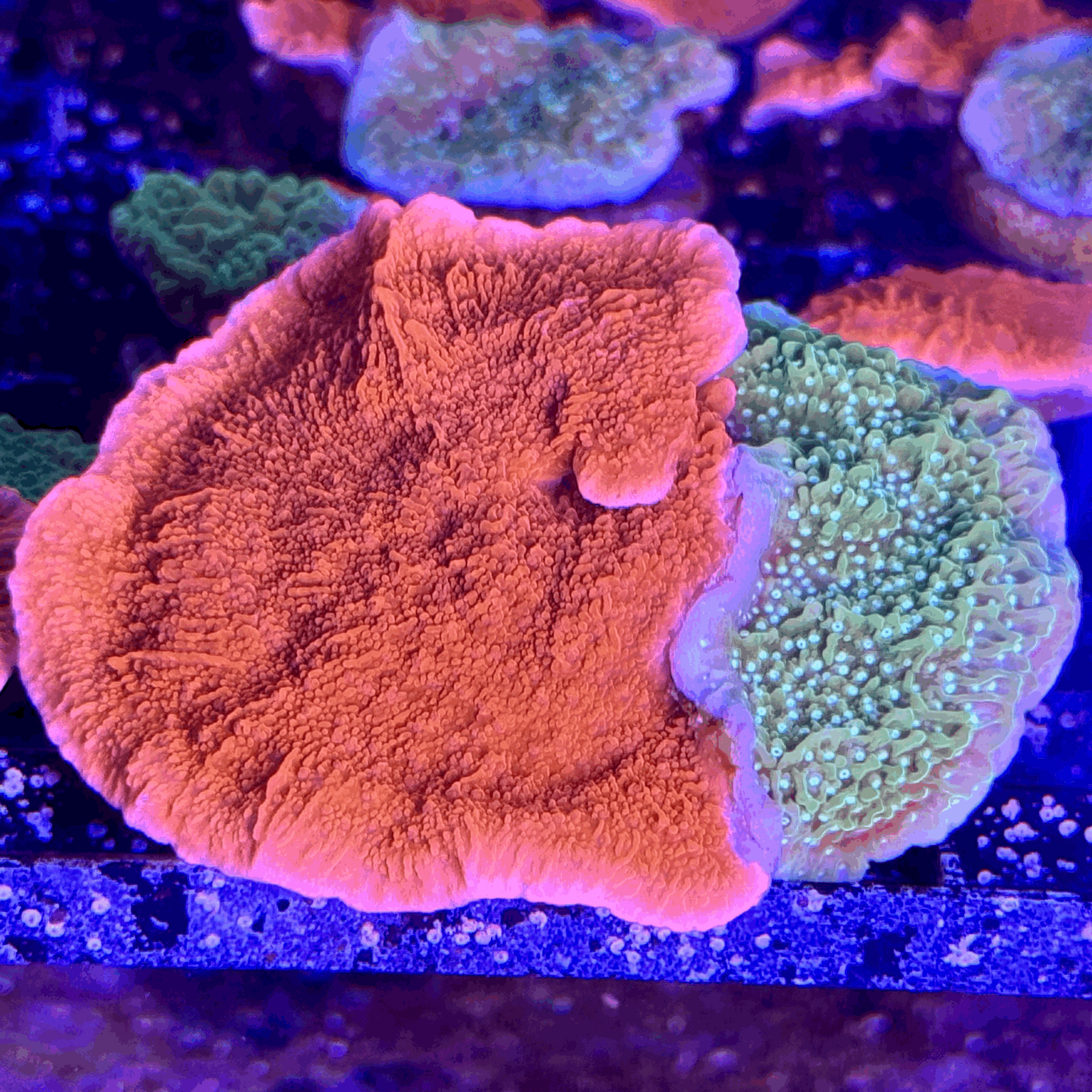 Close-up split Montipora coral showing fluorescent green and vivid orange coloration