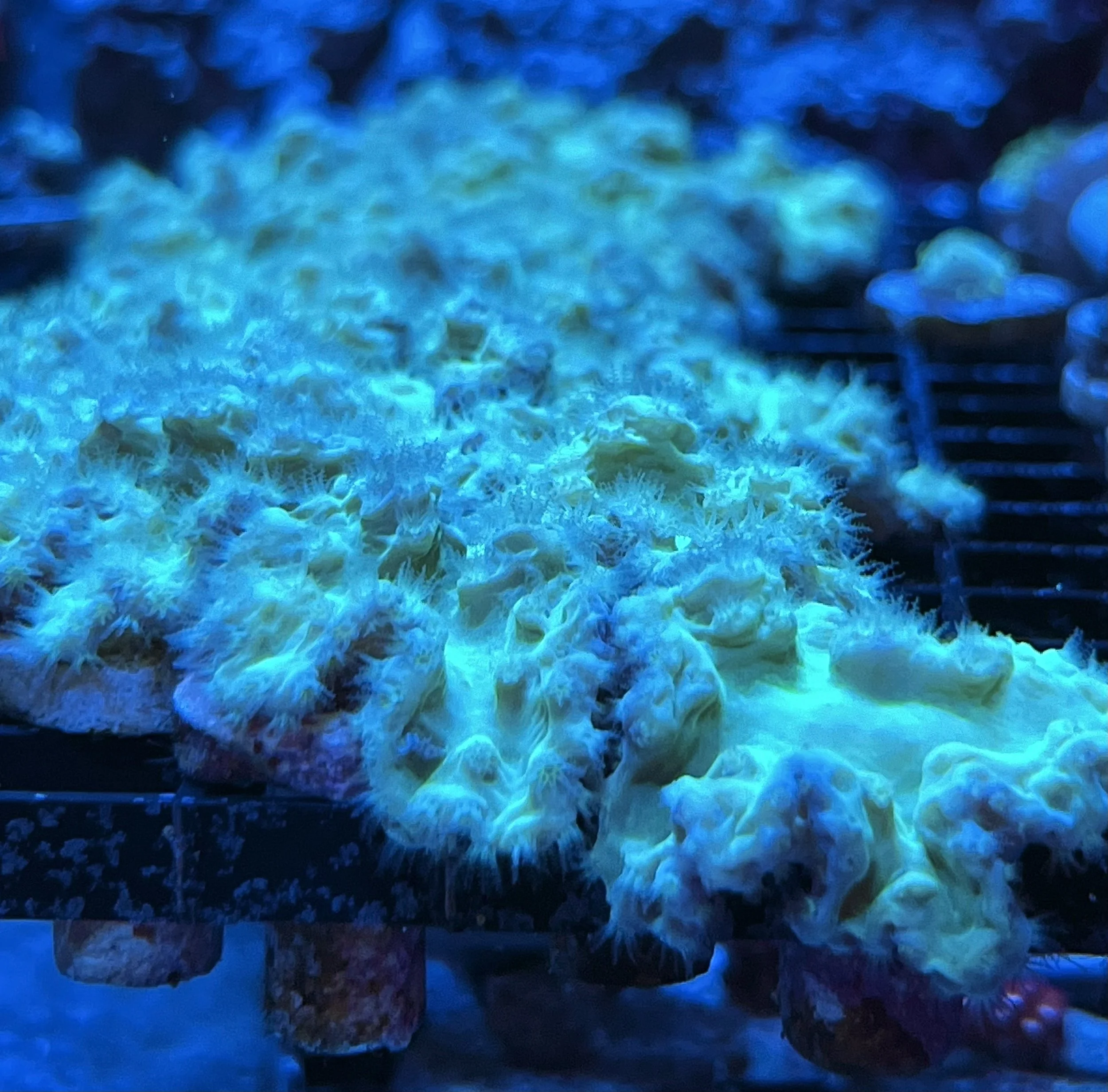 Green Cabbage Soft Coral leather coral frags with branching and folded growth