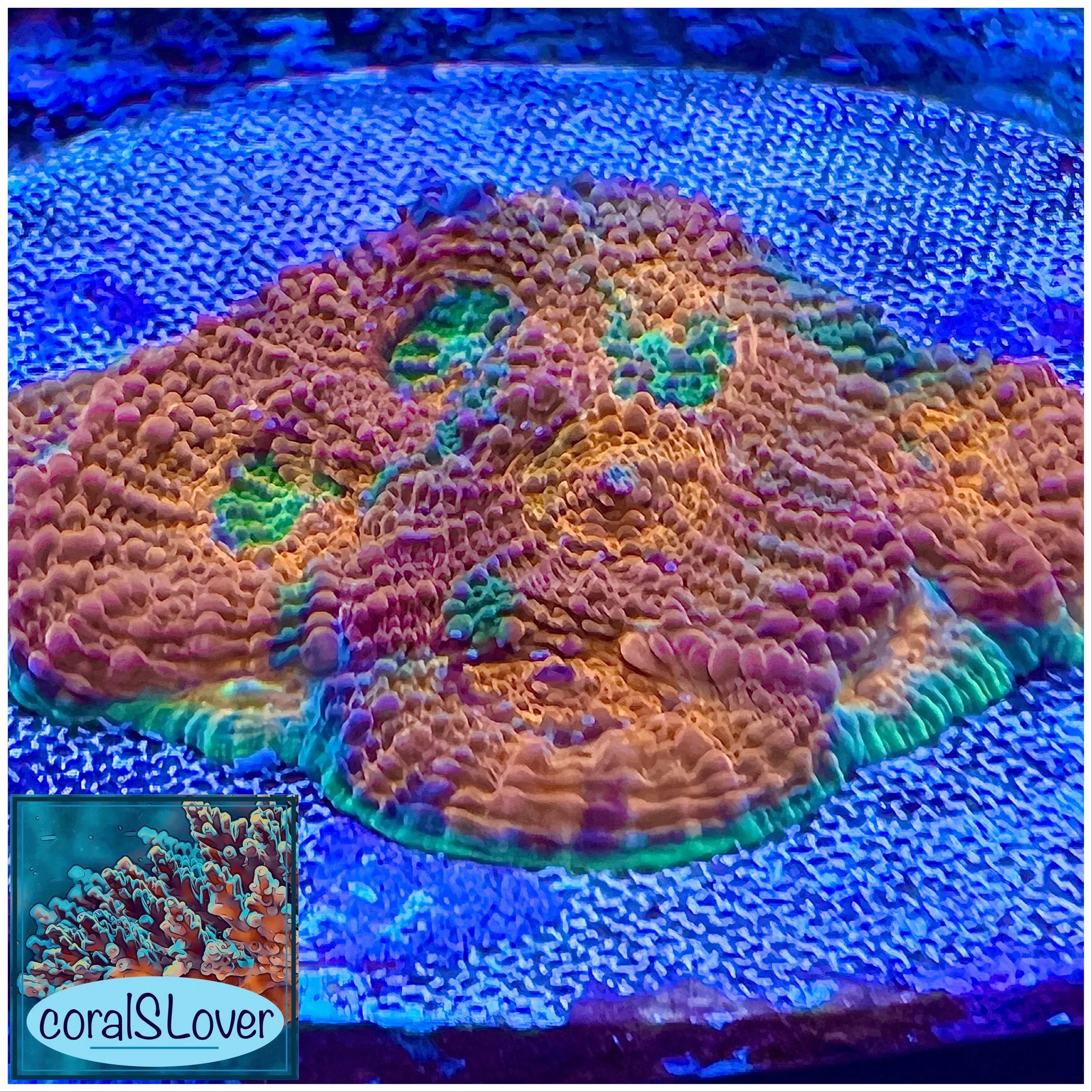 Premium Pineapple Acan Echinata coral with dense skeletal structure and fleshy polyps