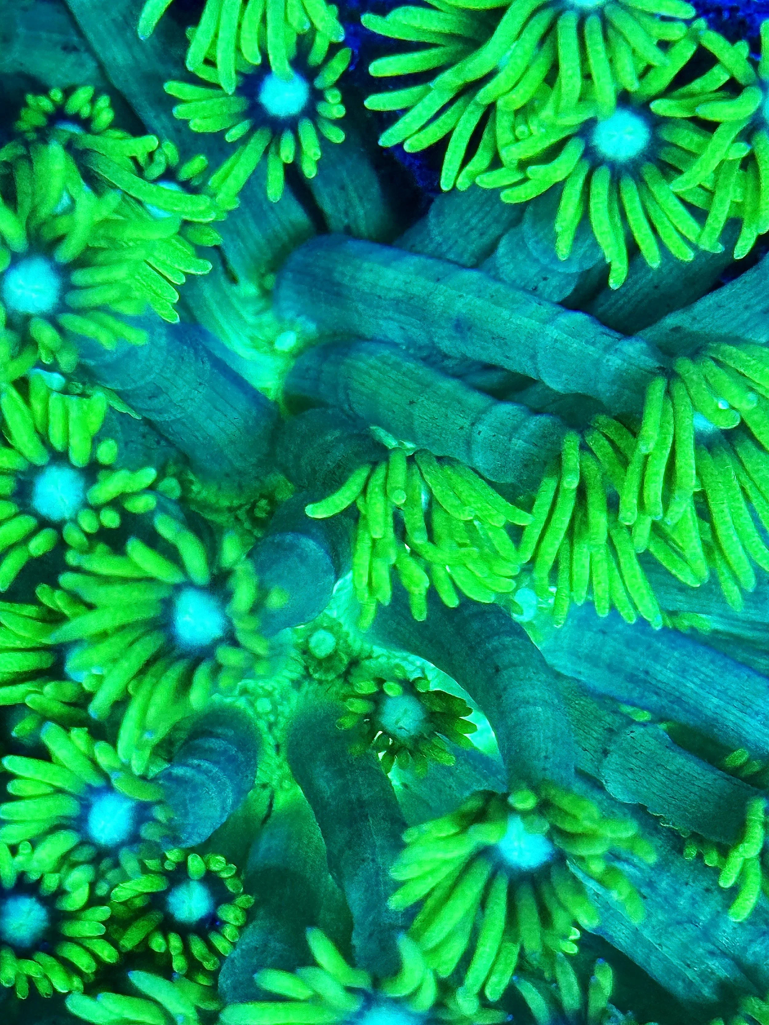 Aquacultured Goniopora coral showing blue alien eyes and white base