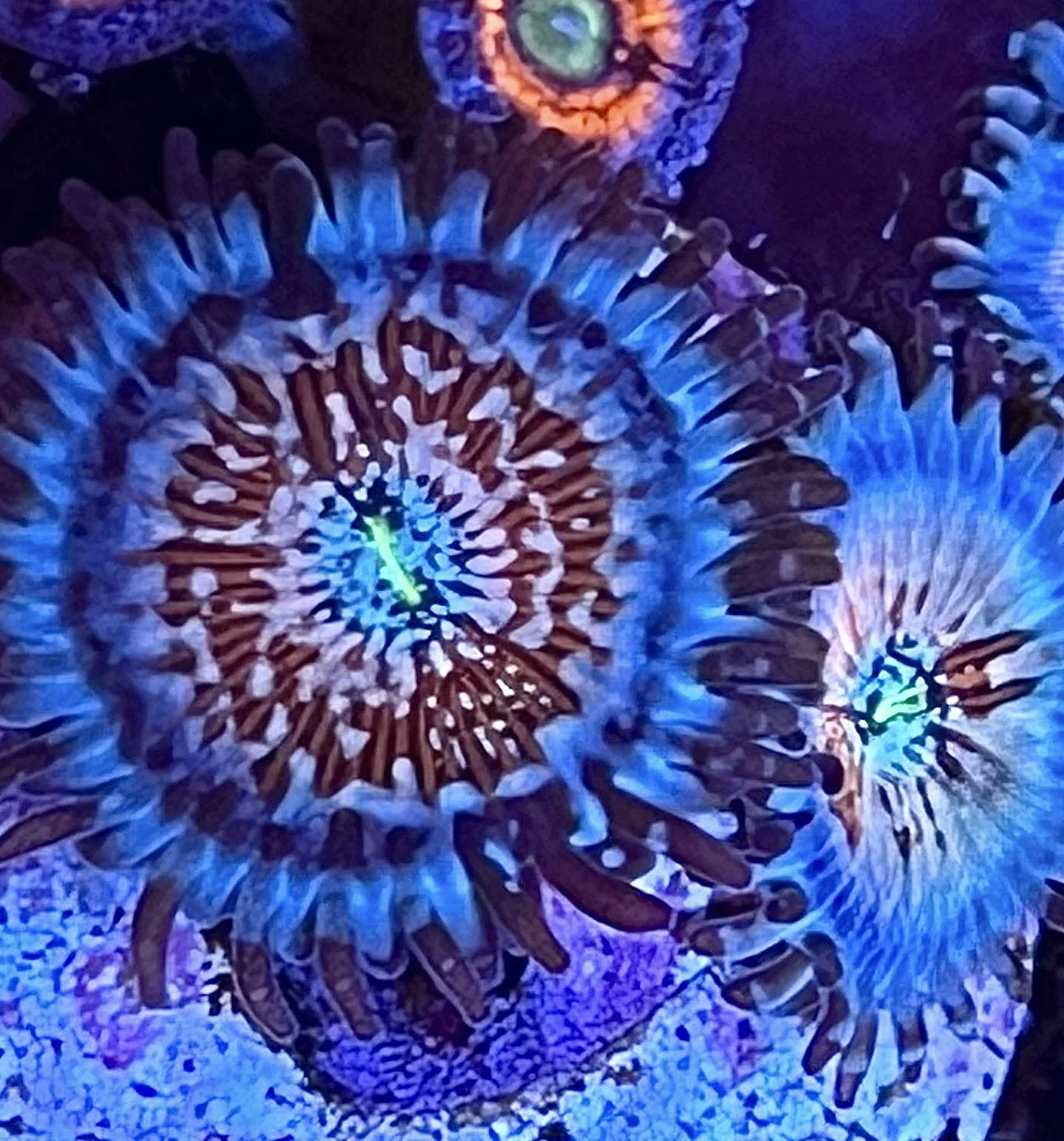 White Zombie Zoanthids showing sky-blue base with red eyelash skirts grown by coralSLover®