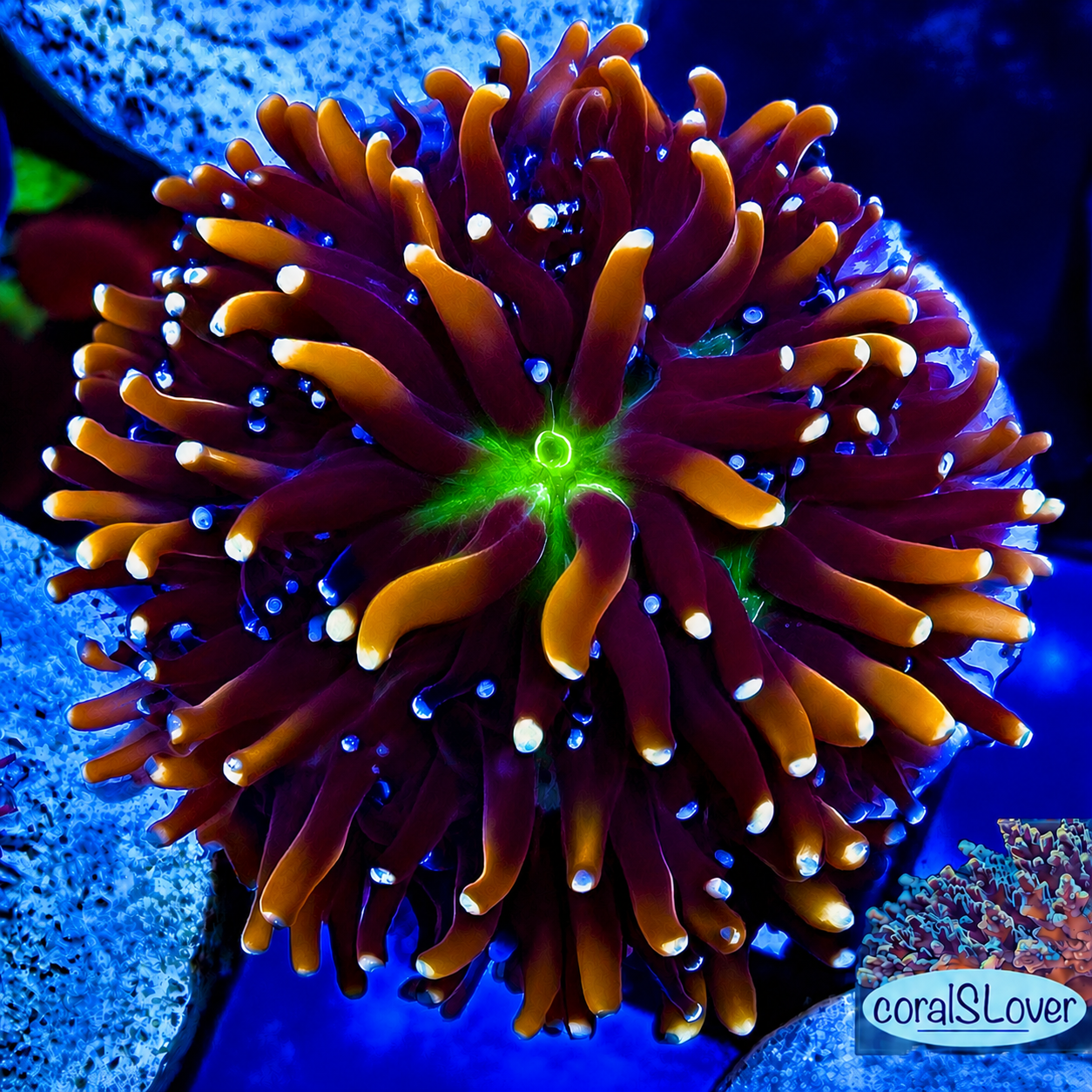 Golden Galaxea Coral