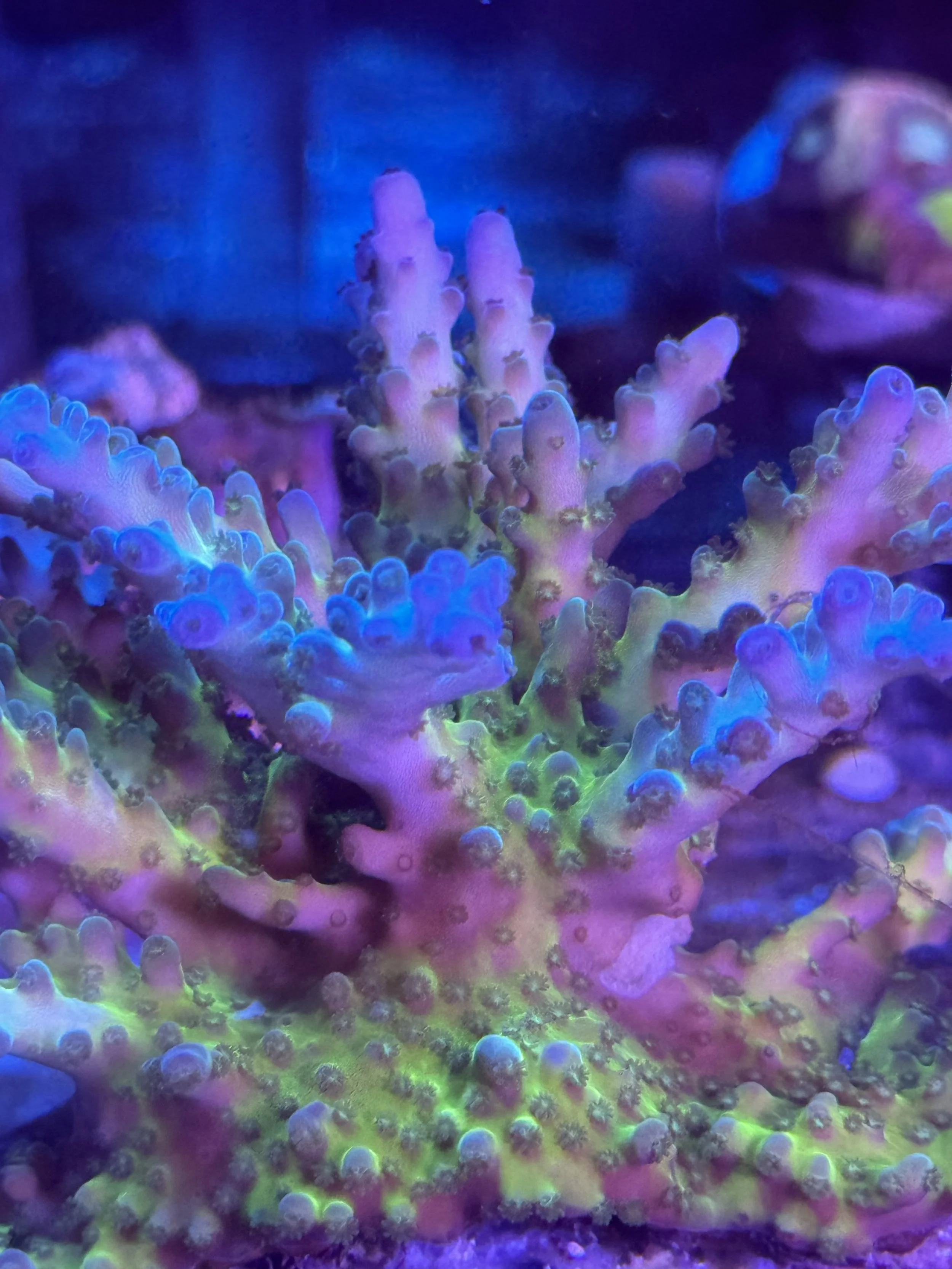 Acropora granulosa polyp detail showing fine corallites and smooth skeletal texture