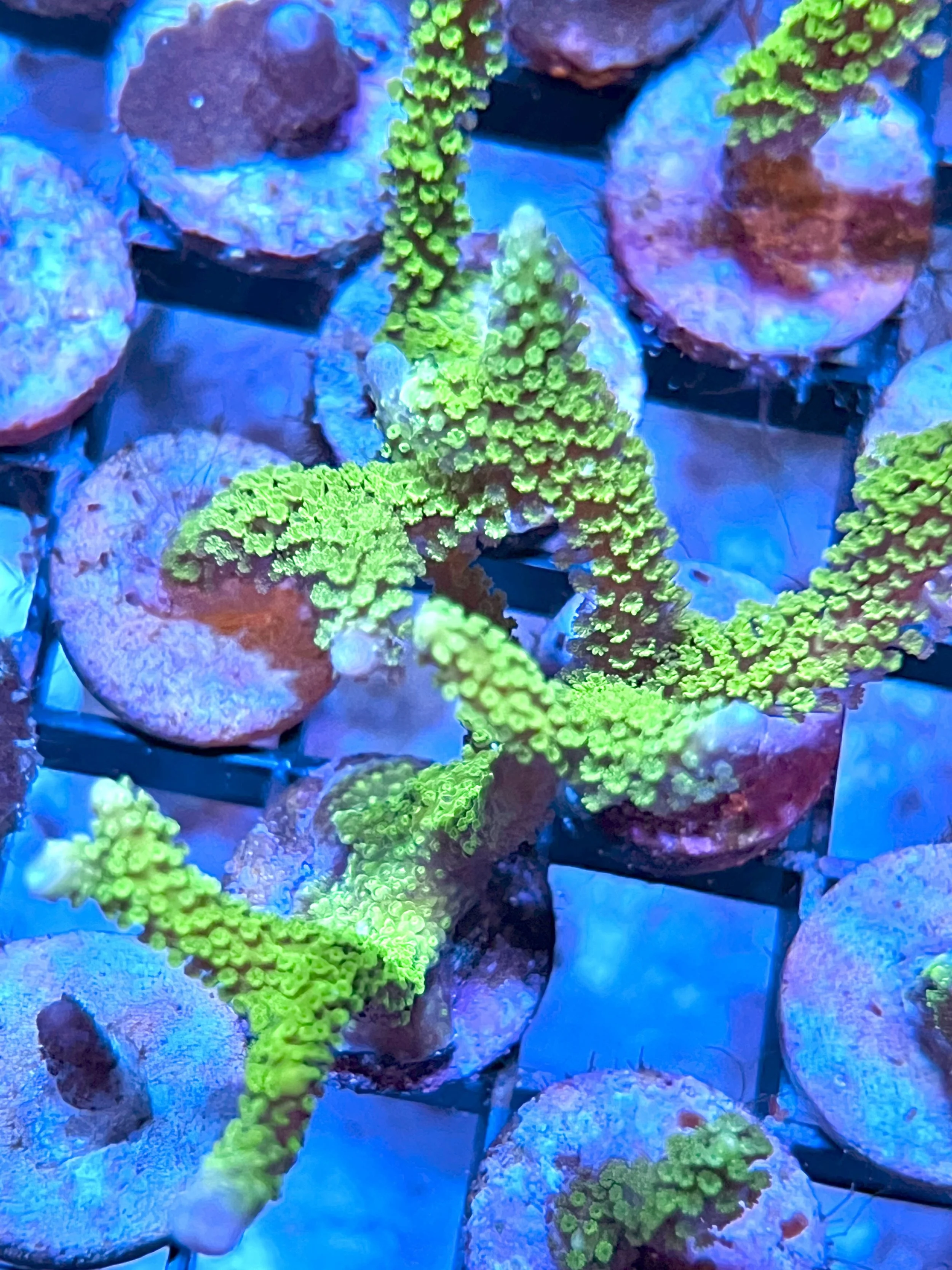 Green Montipora Digitata is a fast-growing SPS under higher light, coloration intensifies into a vivid neon green with finer polyp structure by coralSLover®.