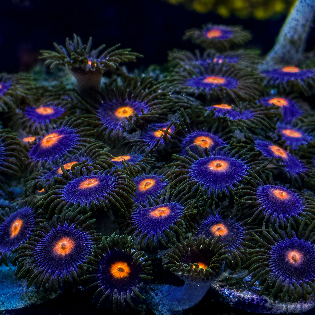Duskfire Zoanthids