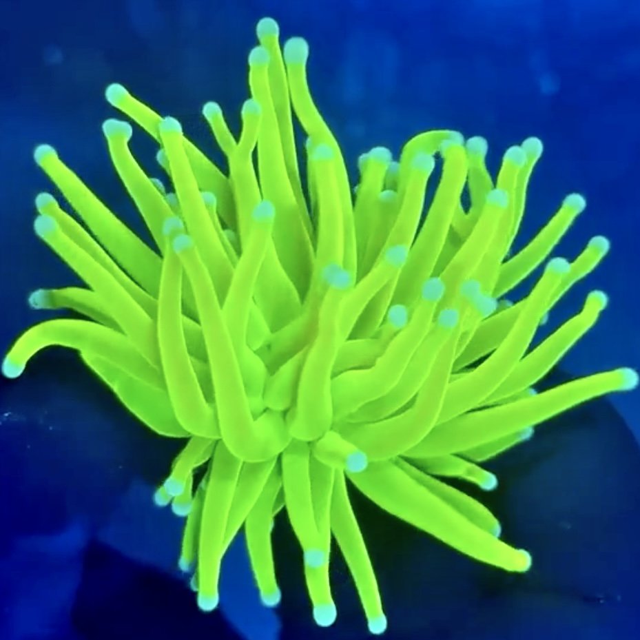 Close-up of Highlighter Holy Grail Torch with long fluorescent green tentacles