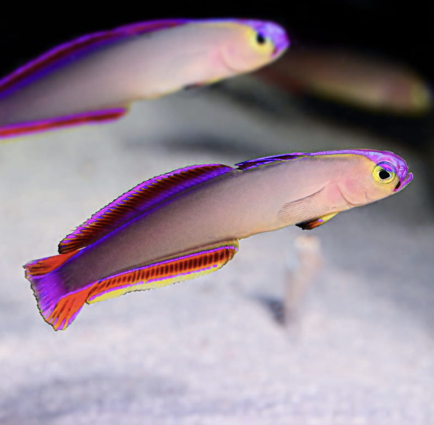 Purple Firefish Goby – Includes Fish Pack