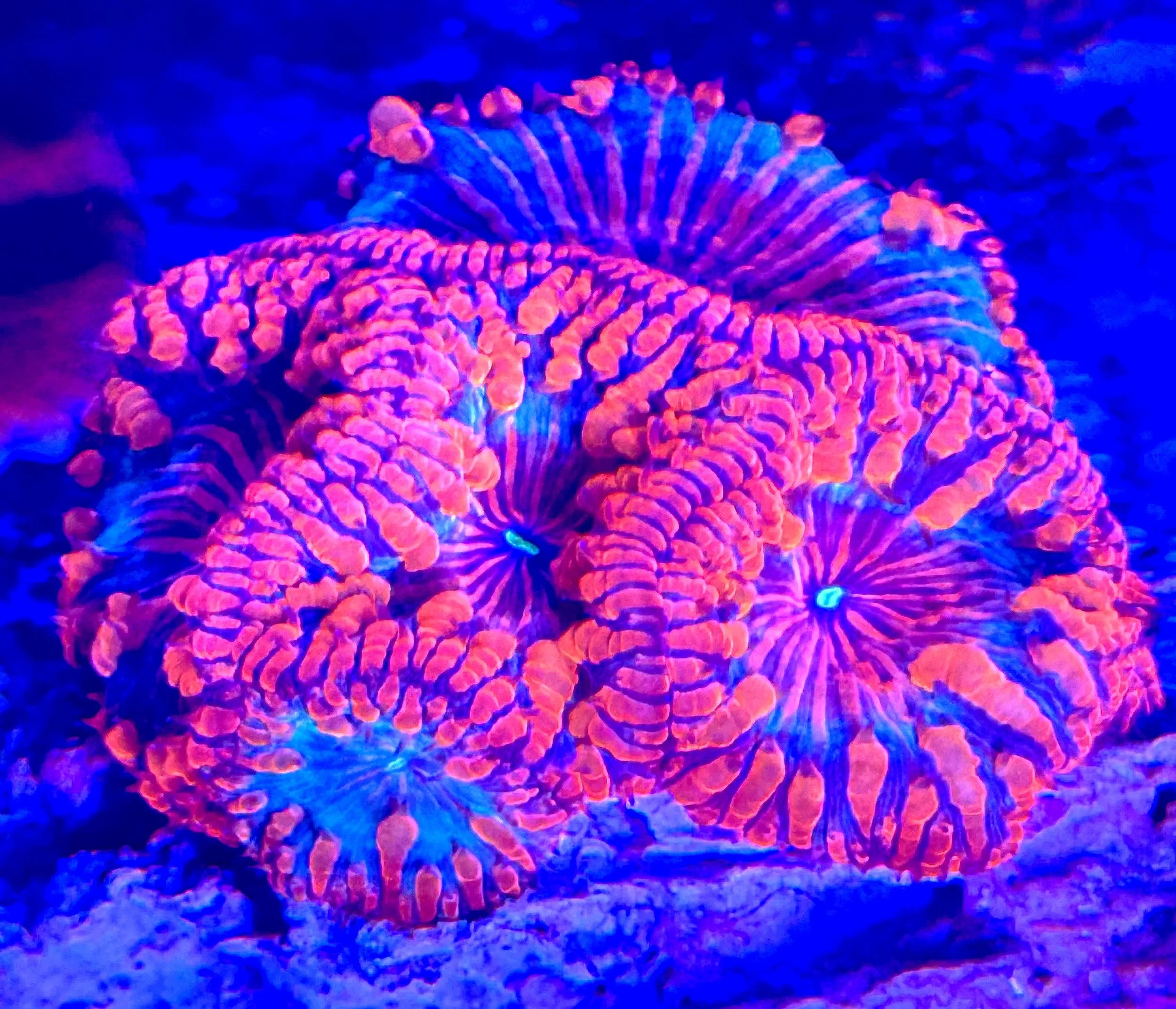 Close-up of single-head Rainbow Cracker Blastomussa coral with inflated polyp and multi-color pattern