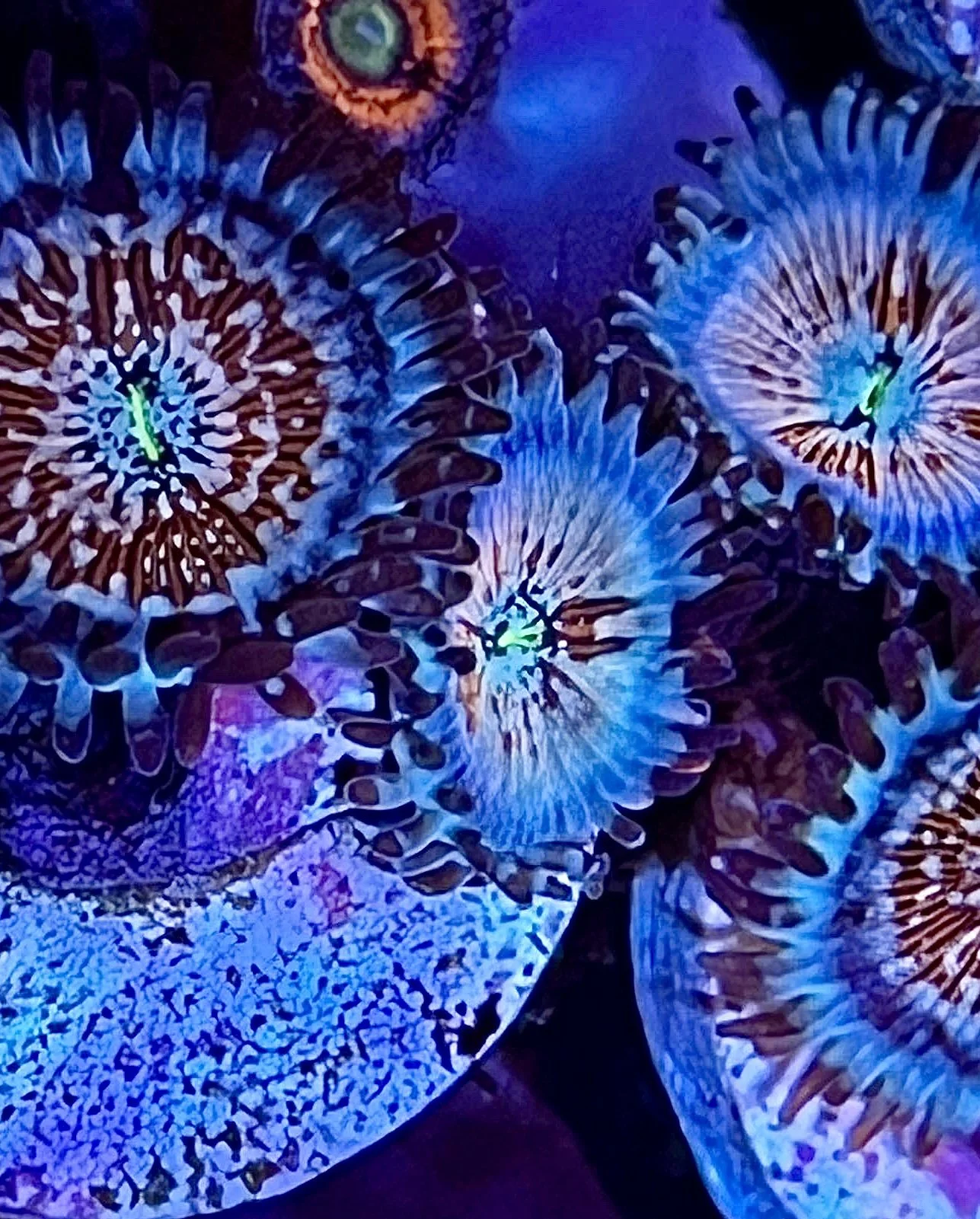 High-end White Zombie Zoanthids displaying multi-color streaking in reef aquarium