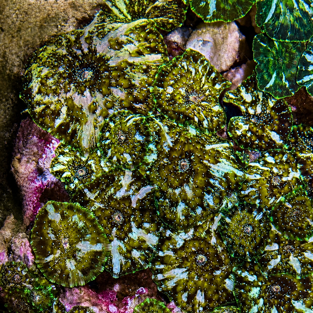 Starburst Watermelon Discosoma Mushroom