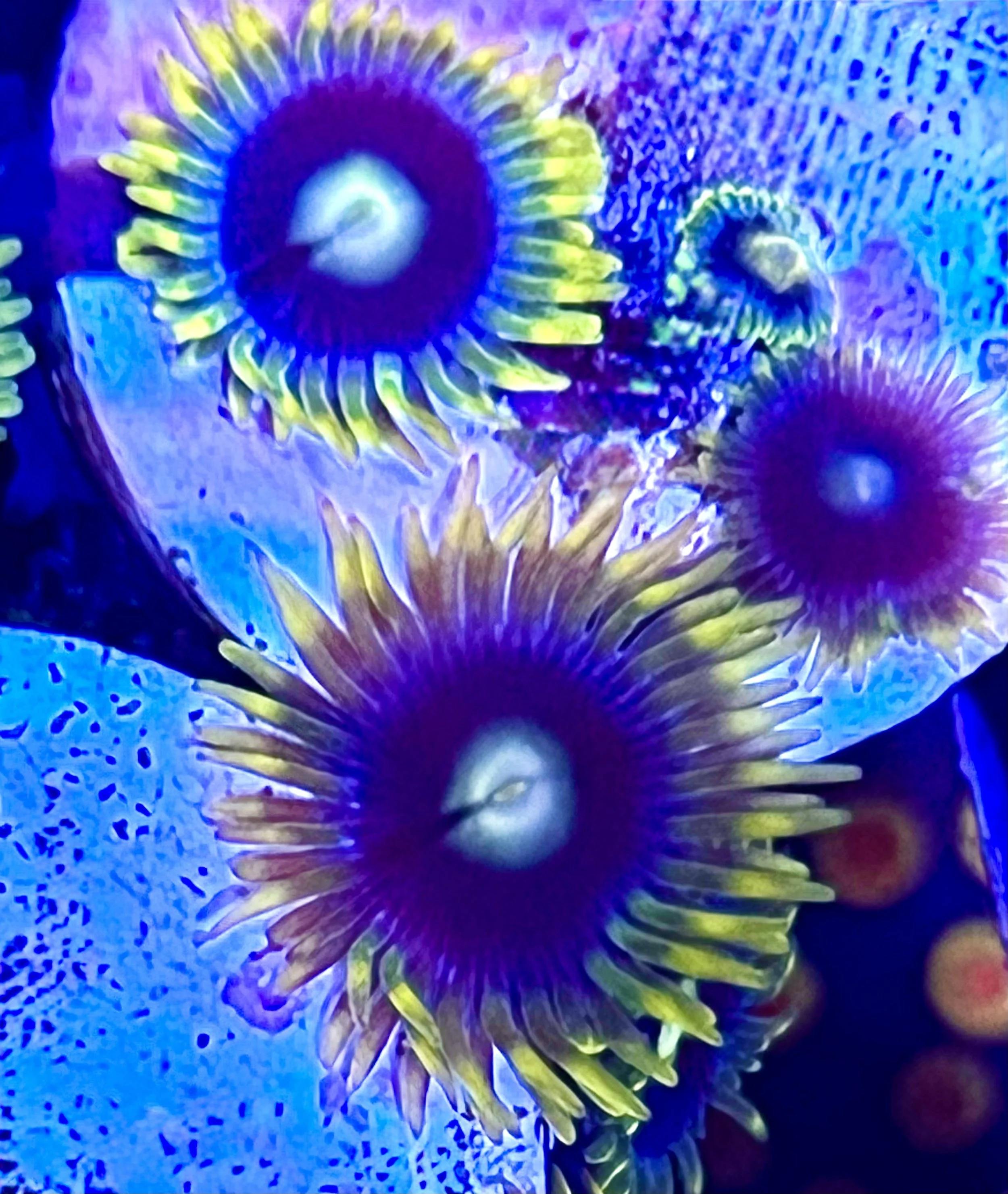 Aquacultured Coronas Zoanthids frag mounted on plug growing in a reef aquarium