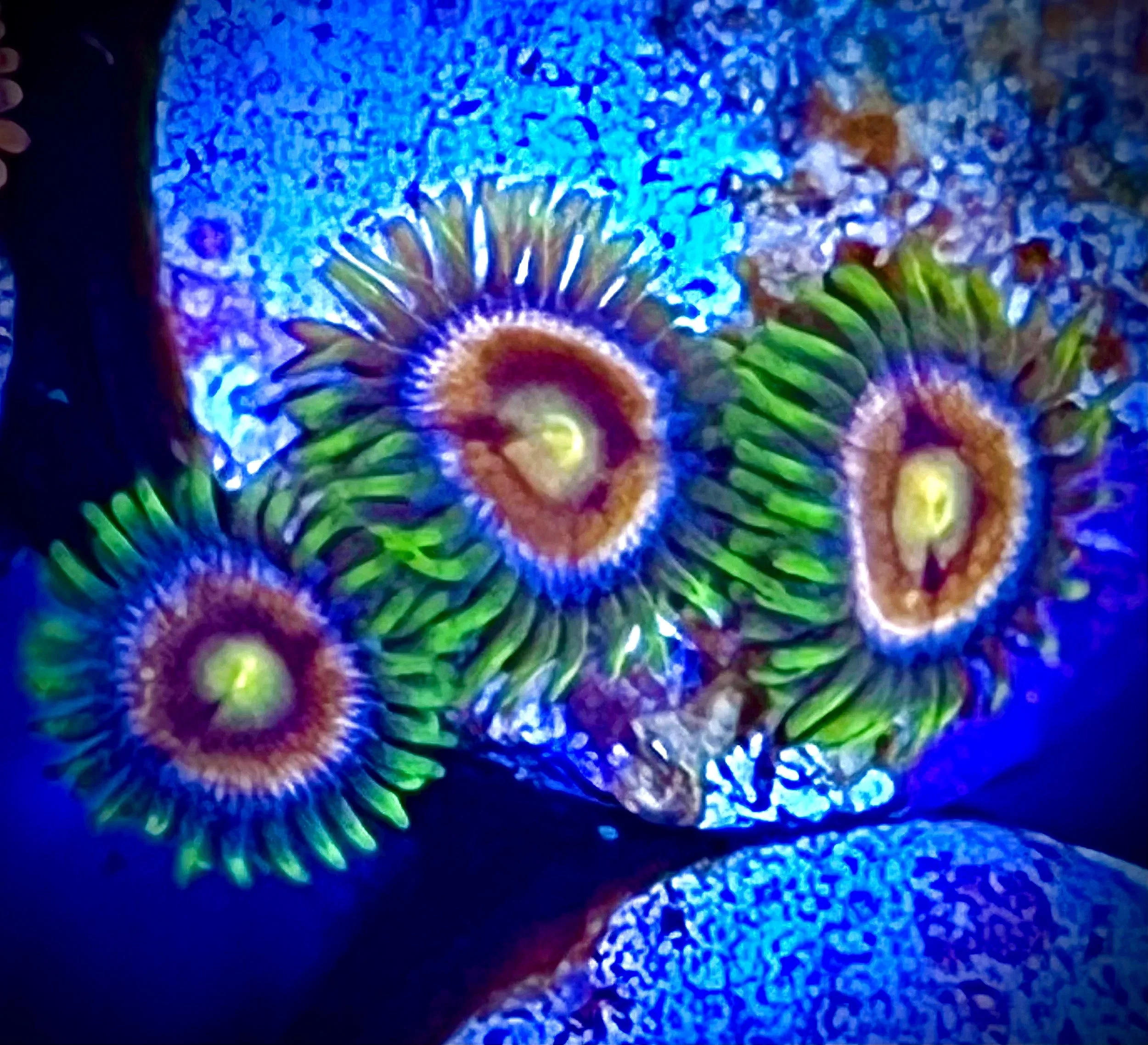 Aquacultured Laser Lemon Zoanthids grown by coralSLover®