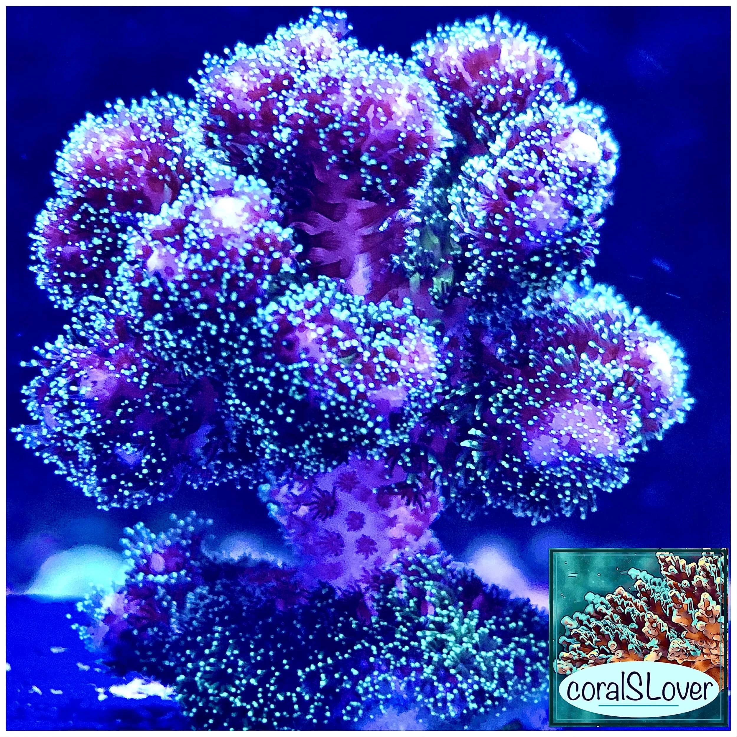 Green Pocillopora Coral