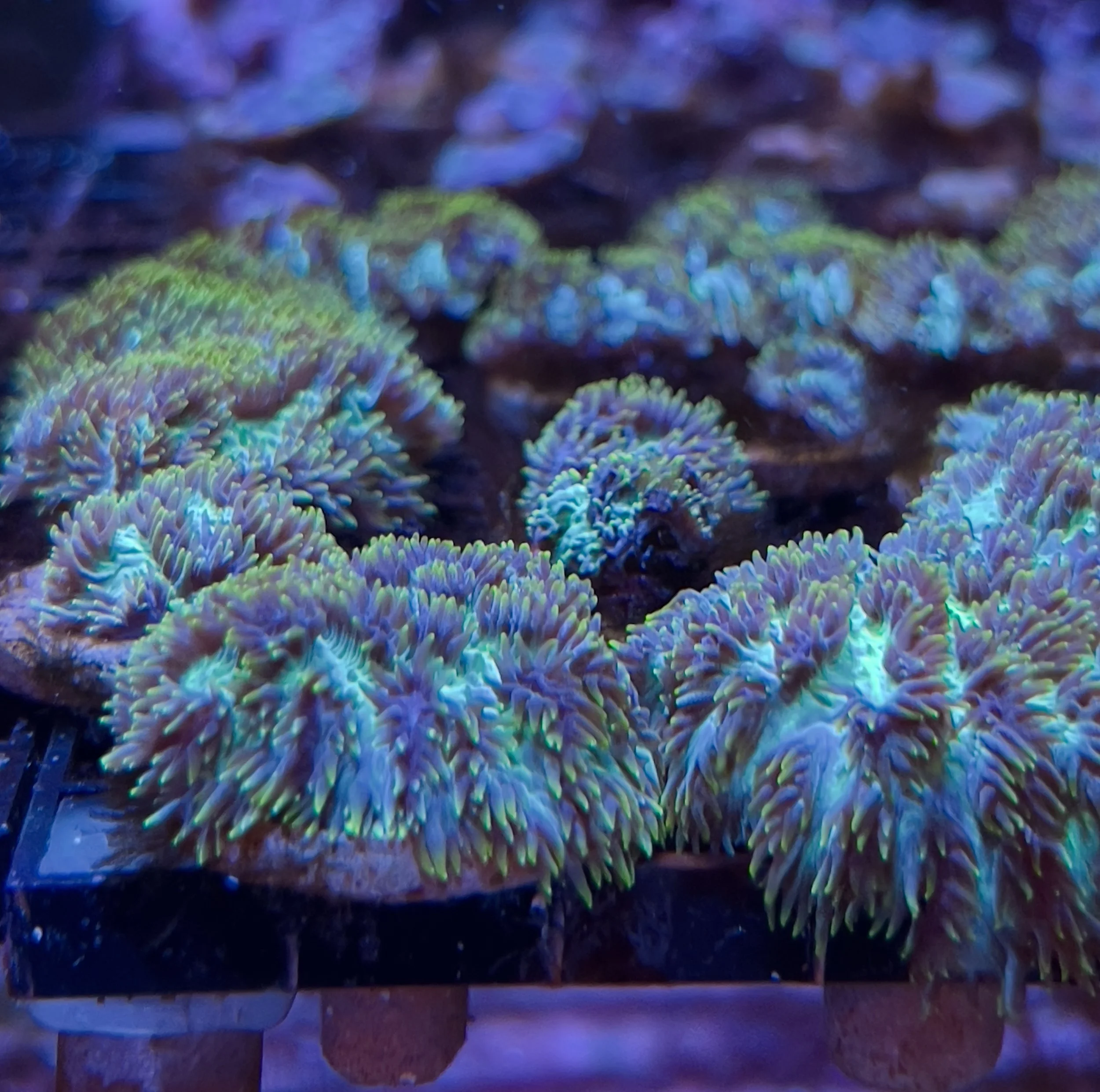 Velvet Horn Coral – Aquacultured SPS Coral | coralSLover®