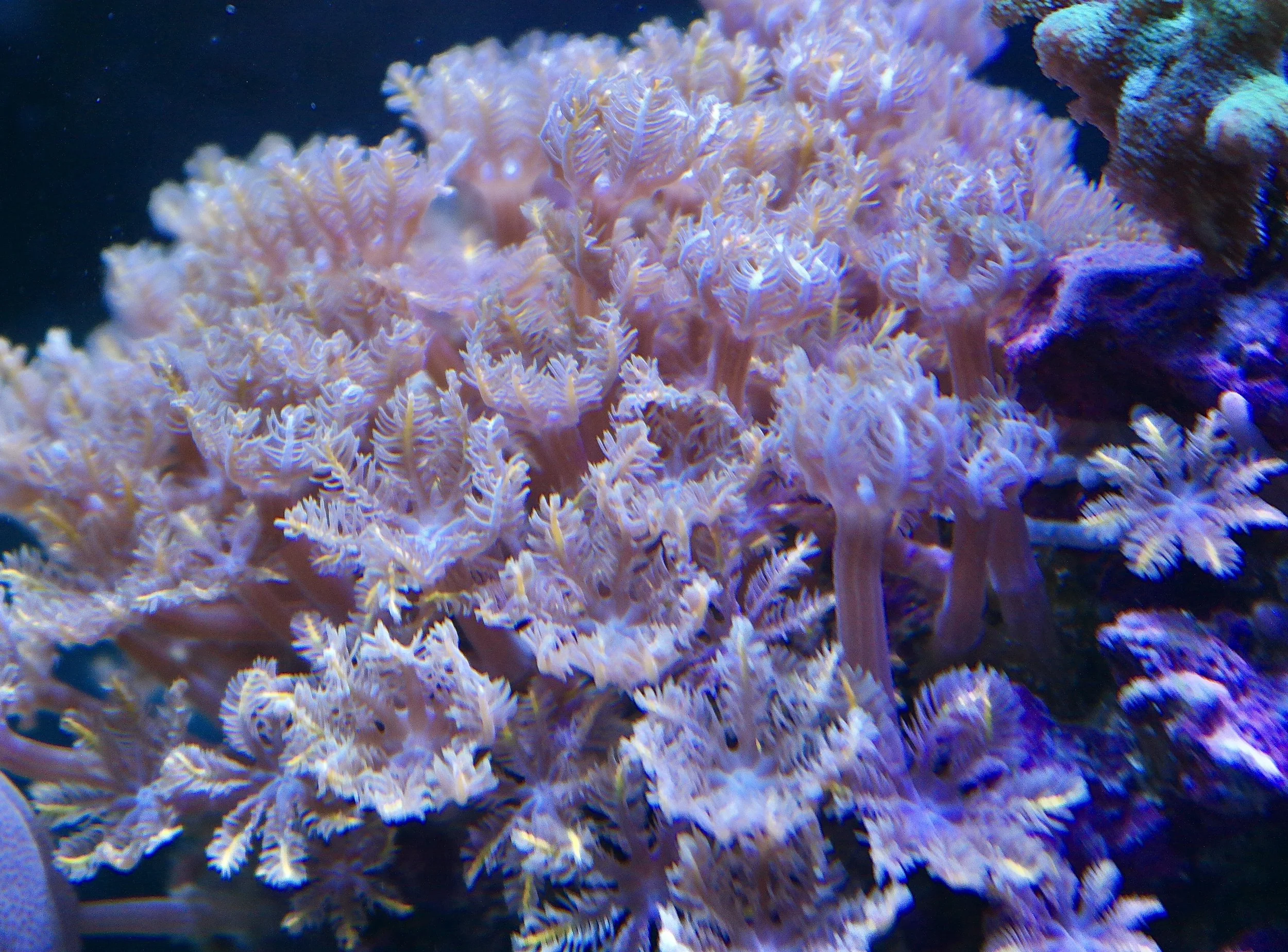 Aquacultured Orange Line Clove Polyps grown by coralSLover®