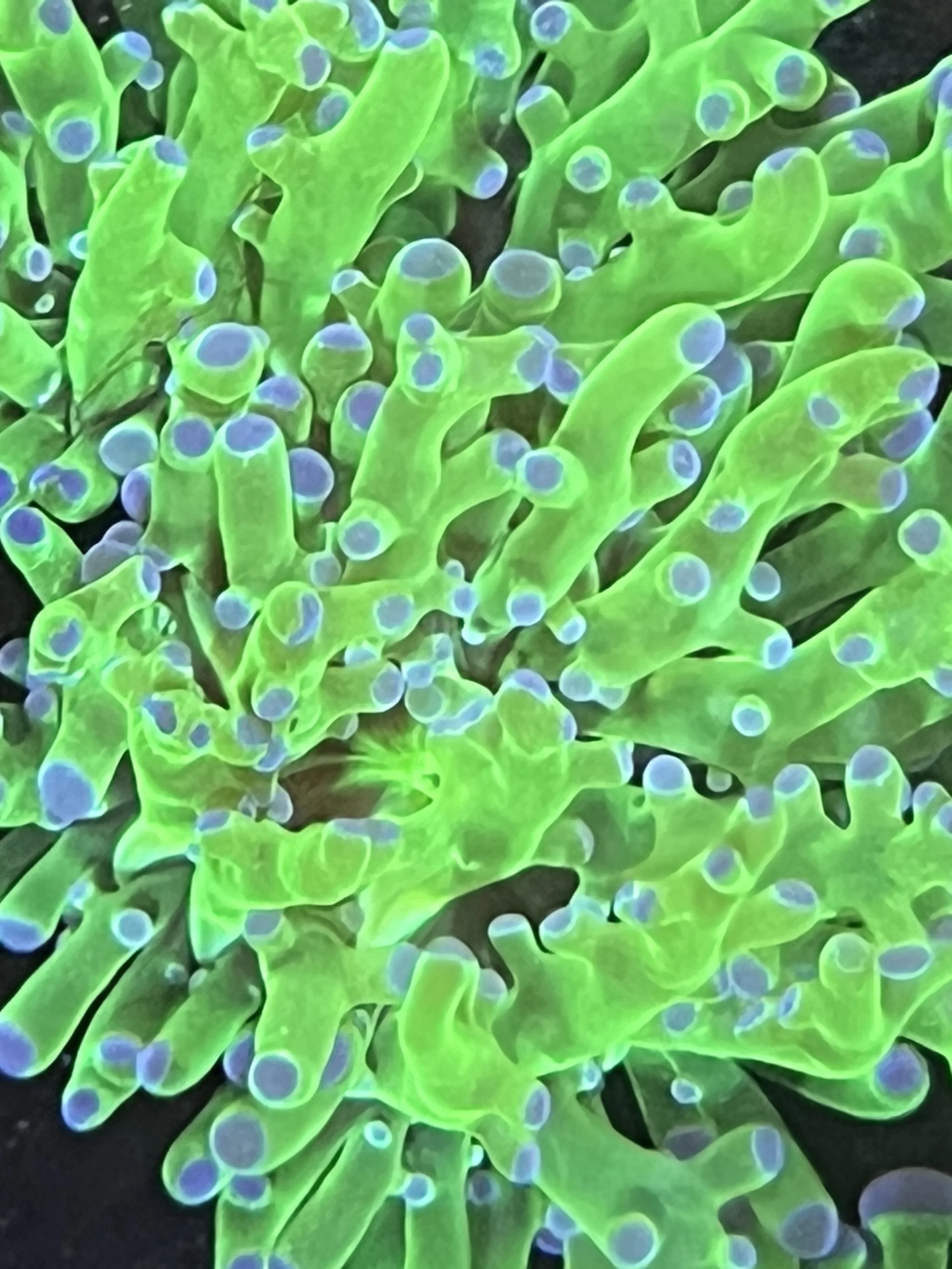 Pink Tip Frogspawn Coral fully expanded with flowing tentacles under actinic lighting