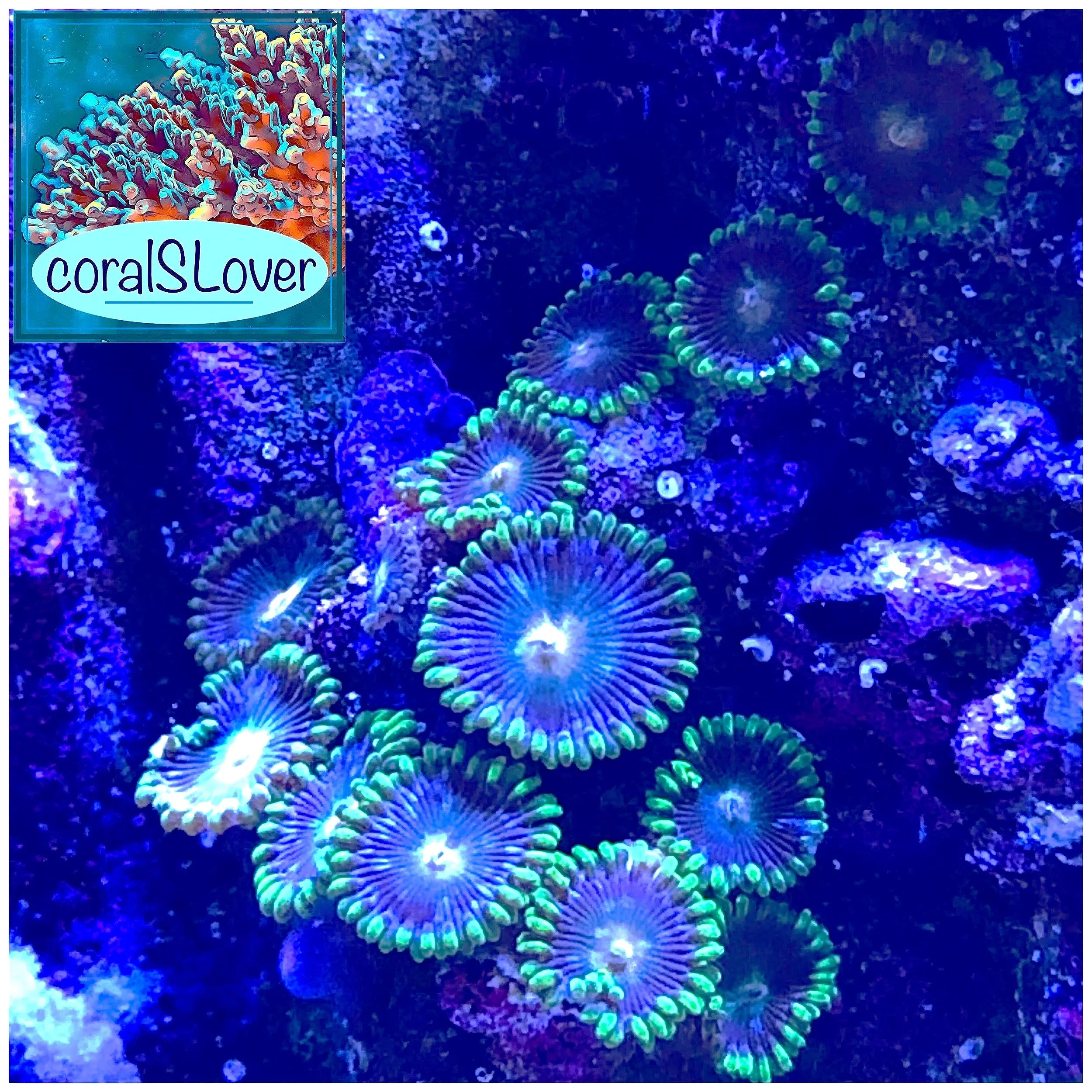 Aquacultured Blue Daisys Zoanthid colony with neon green centers