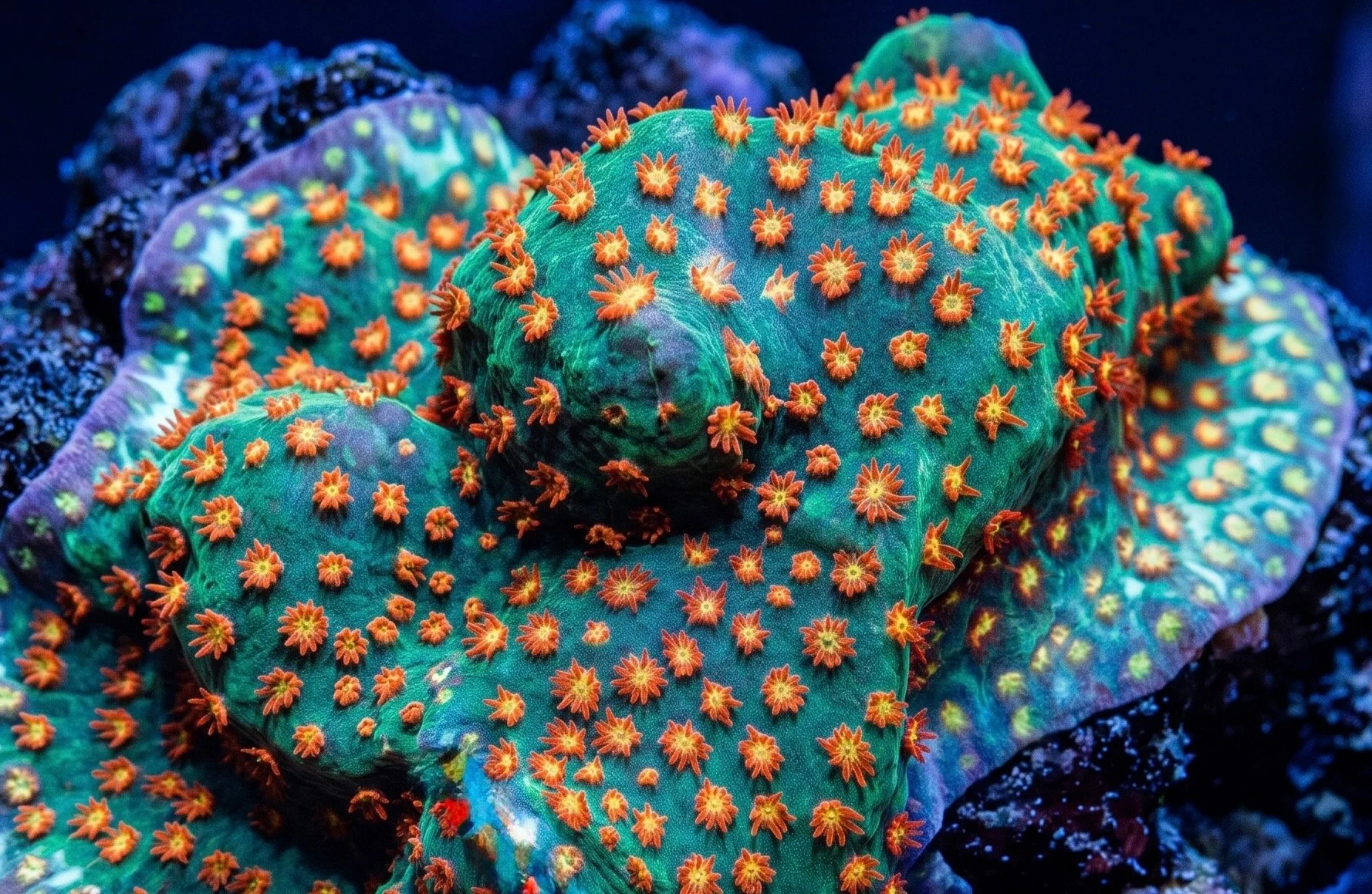 Close Encounter Stylocoeniella Coral