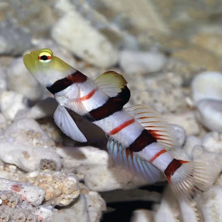 Dracula Goby Live Saltwater Fish