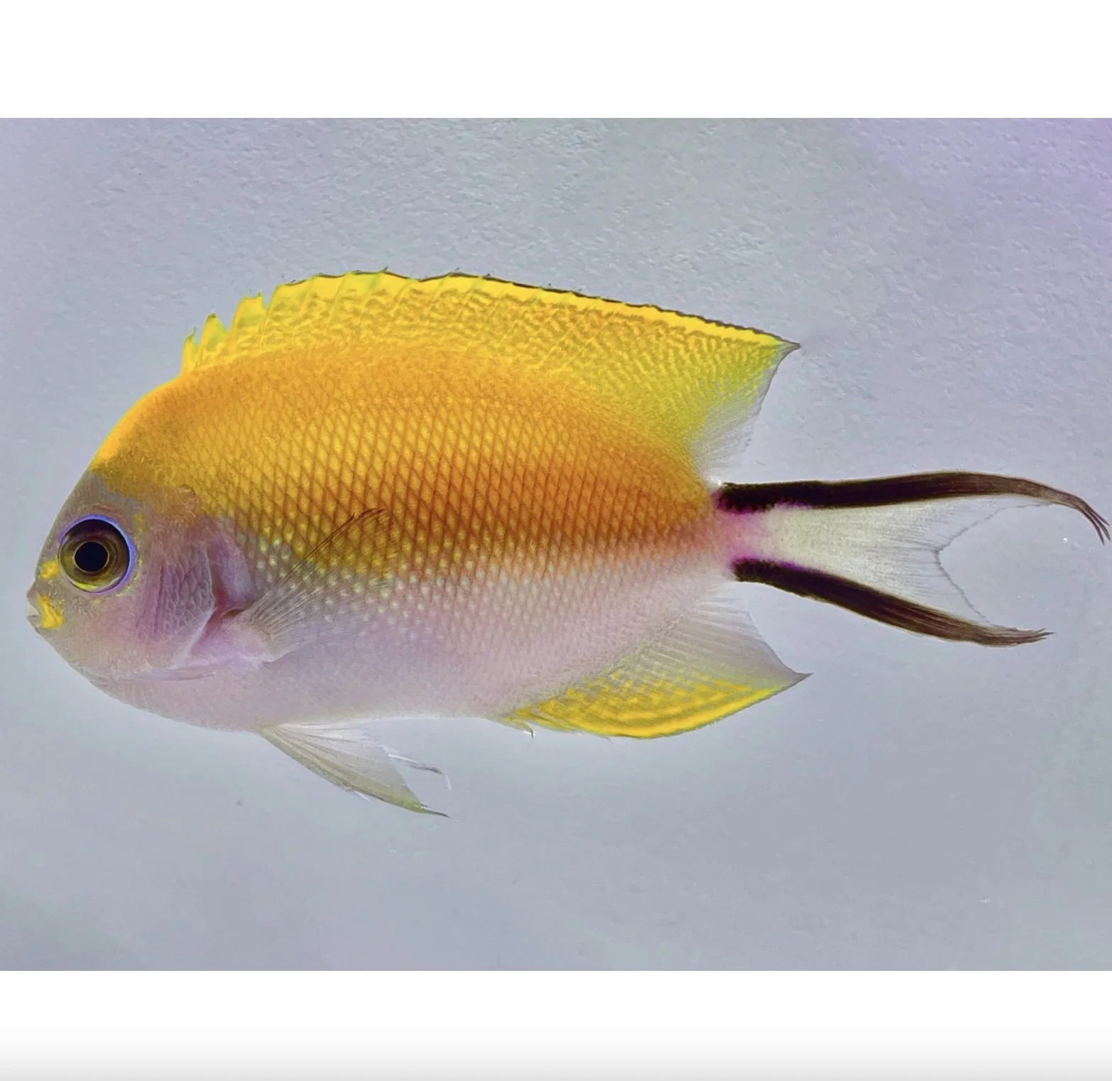 Image 7-31-24 at 3.11 PM.jpeg