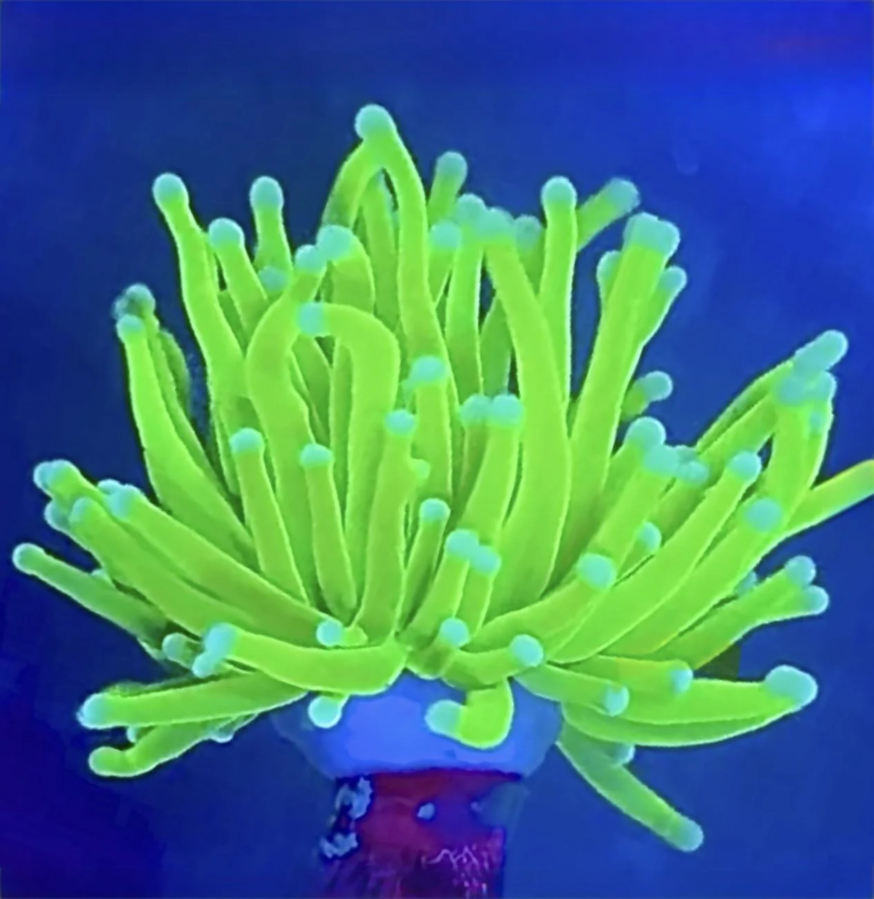 Highlighter Holy Grail Torch Euphyllia showing glowing green tentacles and blue tips