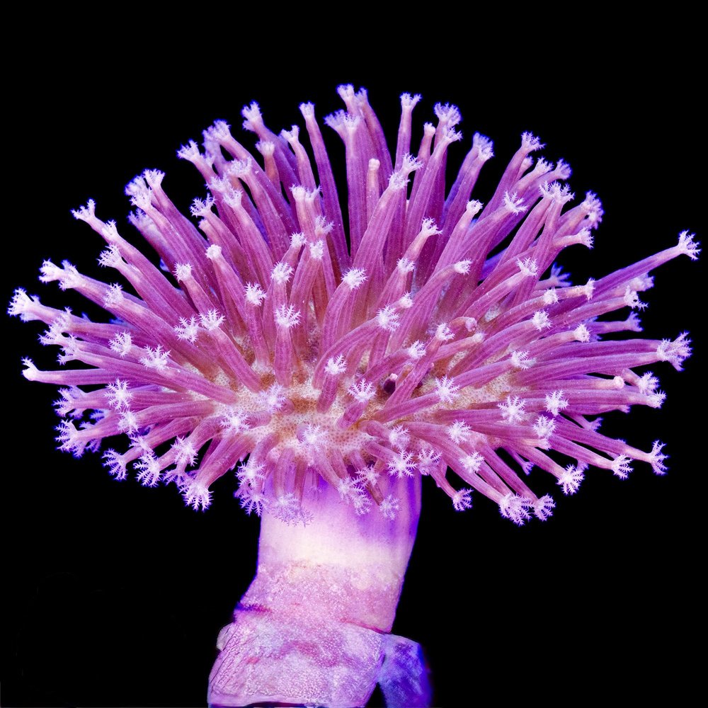 coralSLover | FREE Coral for All Orders. Buy 3 get 1 FREE Coral
