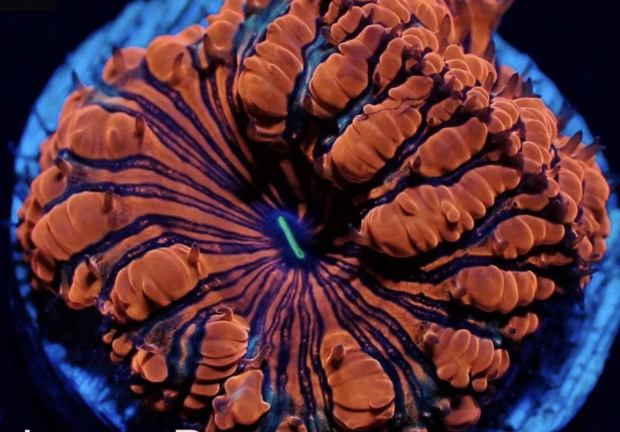 Image 6-4-24 at 2.26 PM.jpeg