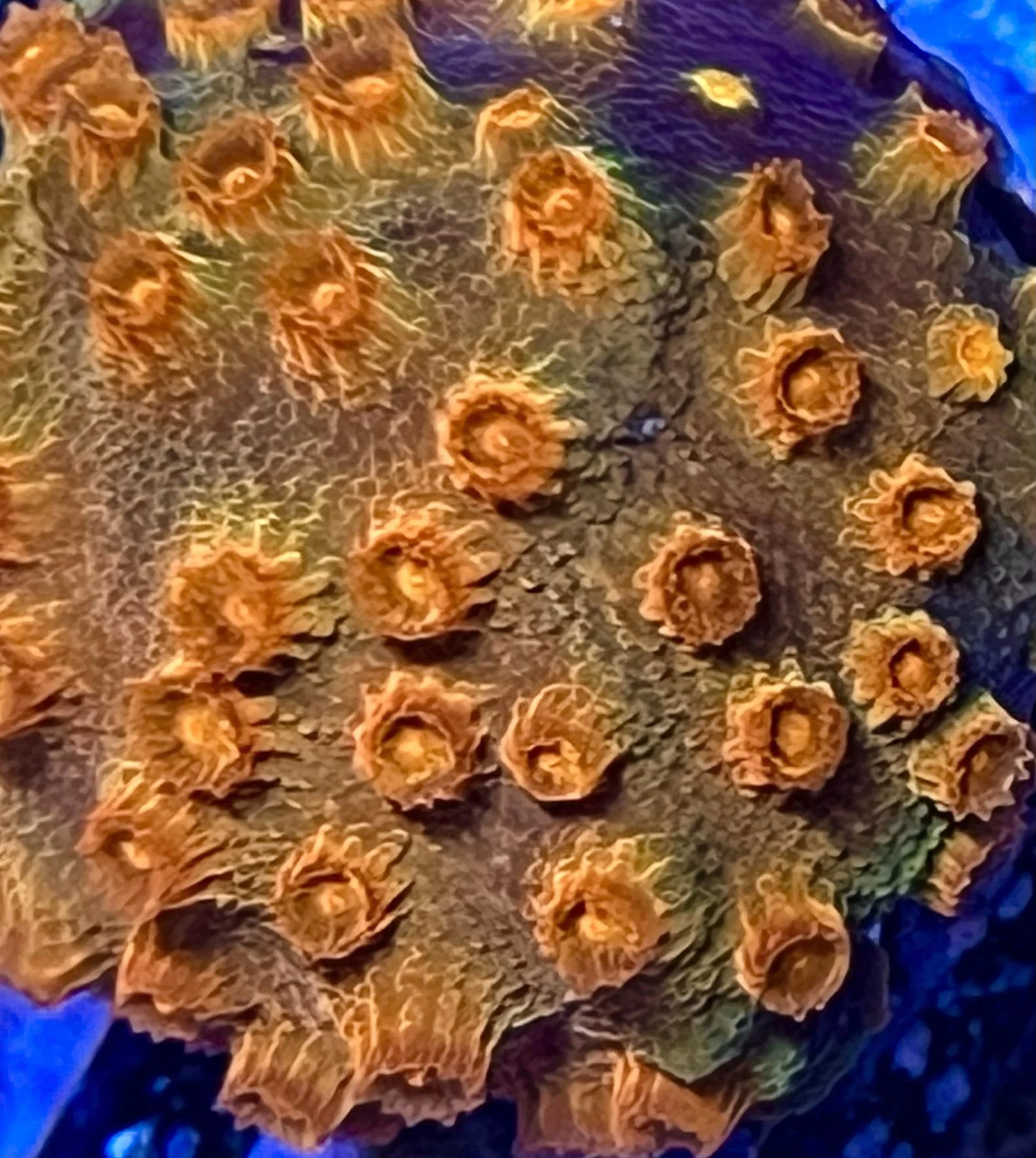 Red Brick Cyphastrea SPS coral frag spreading across surface with bright polyps