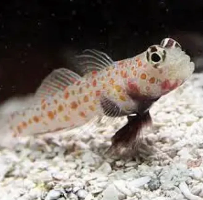 Orange Spotted Goby (Pack of 2 Fishes)