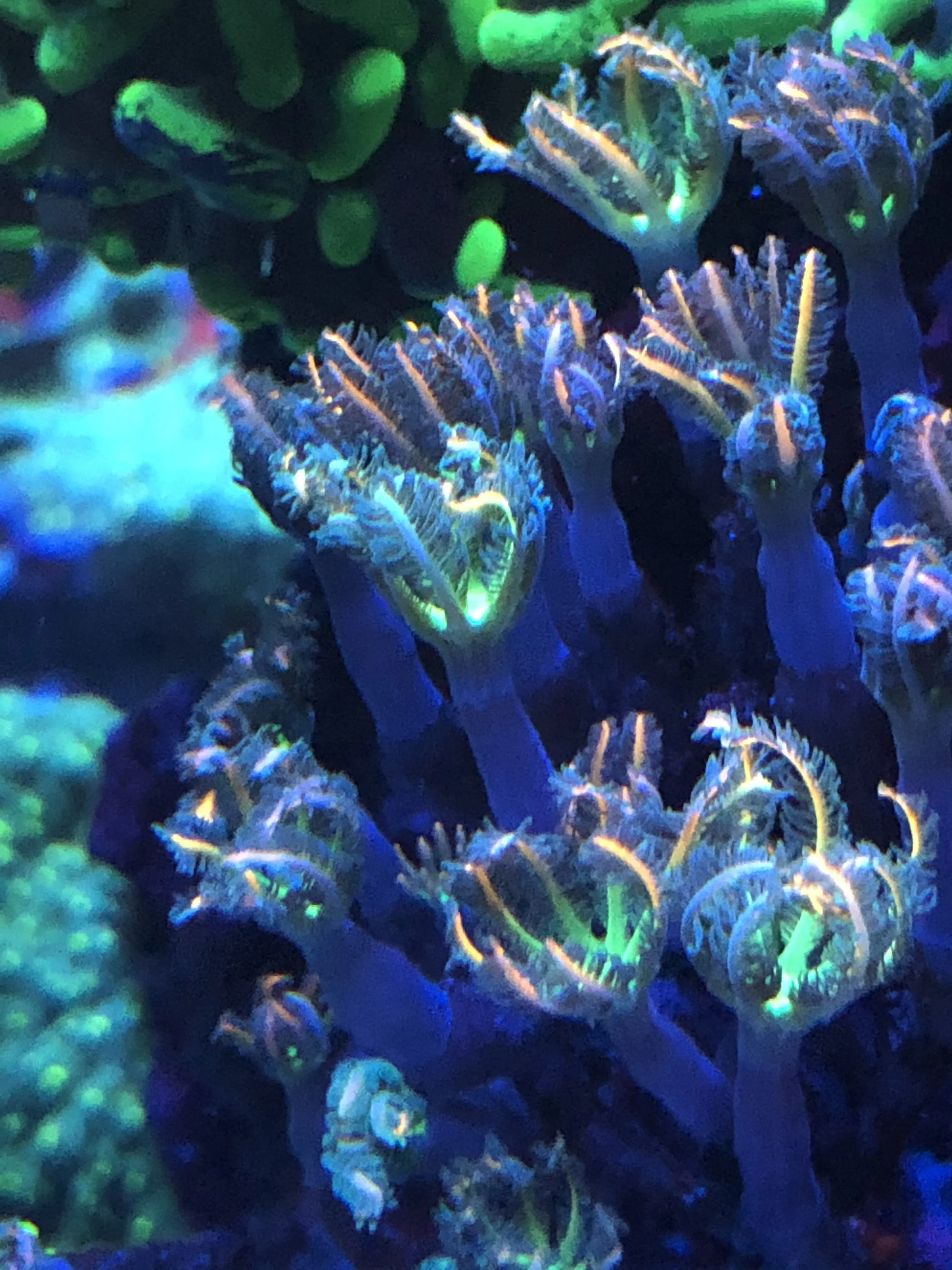 Close-up Firework Clove Polyps with radiant linear markings