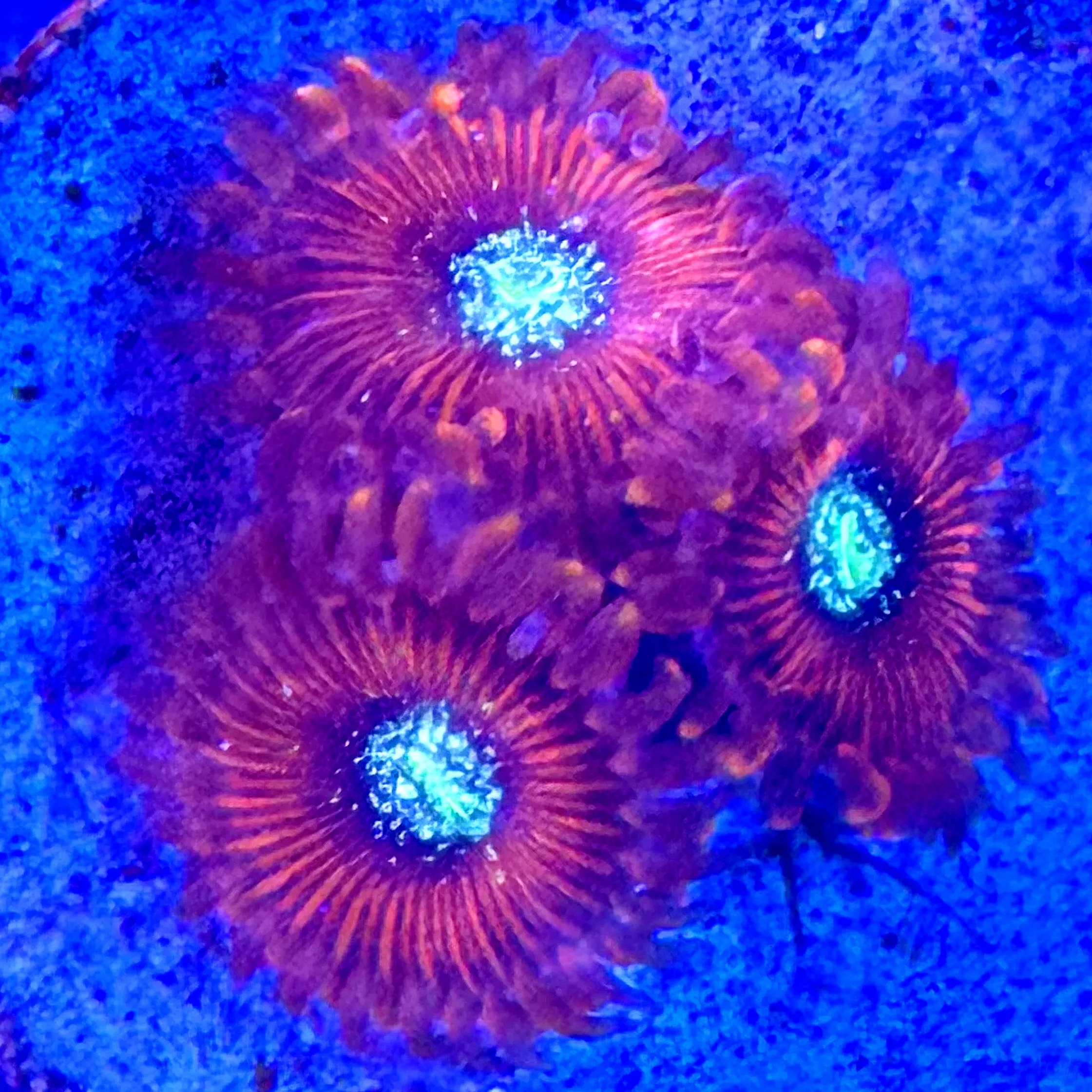 The Magician Zoanthids