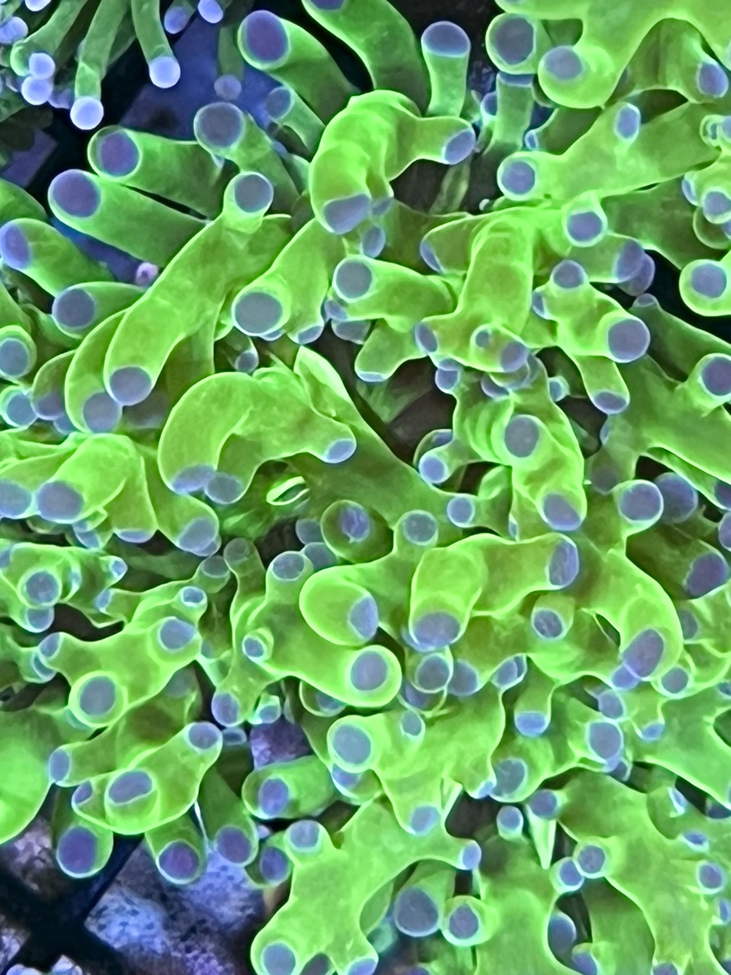 Close-up Pink Tip Frogspawn Coral showing split tentacles with rounded knobs