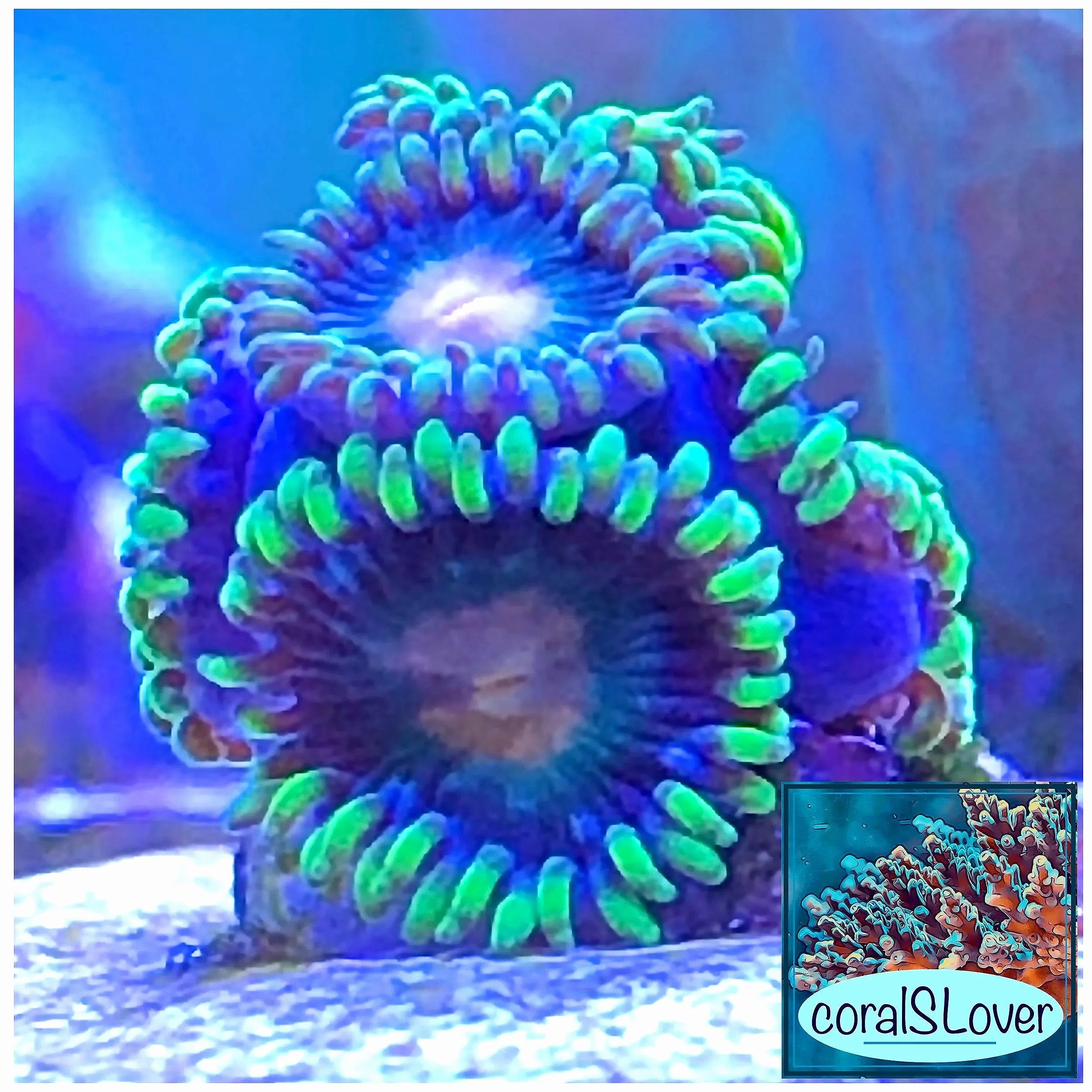 Blue Daisys Zoanthids growing on frag plug with green skirts and blue faces