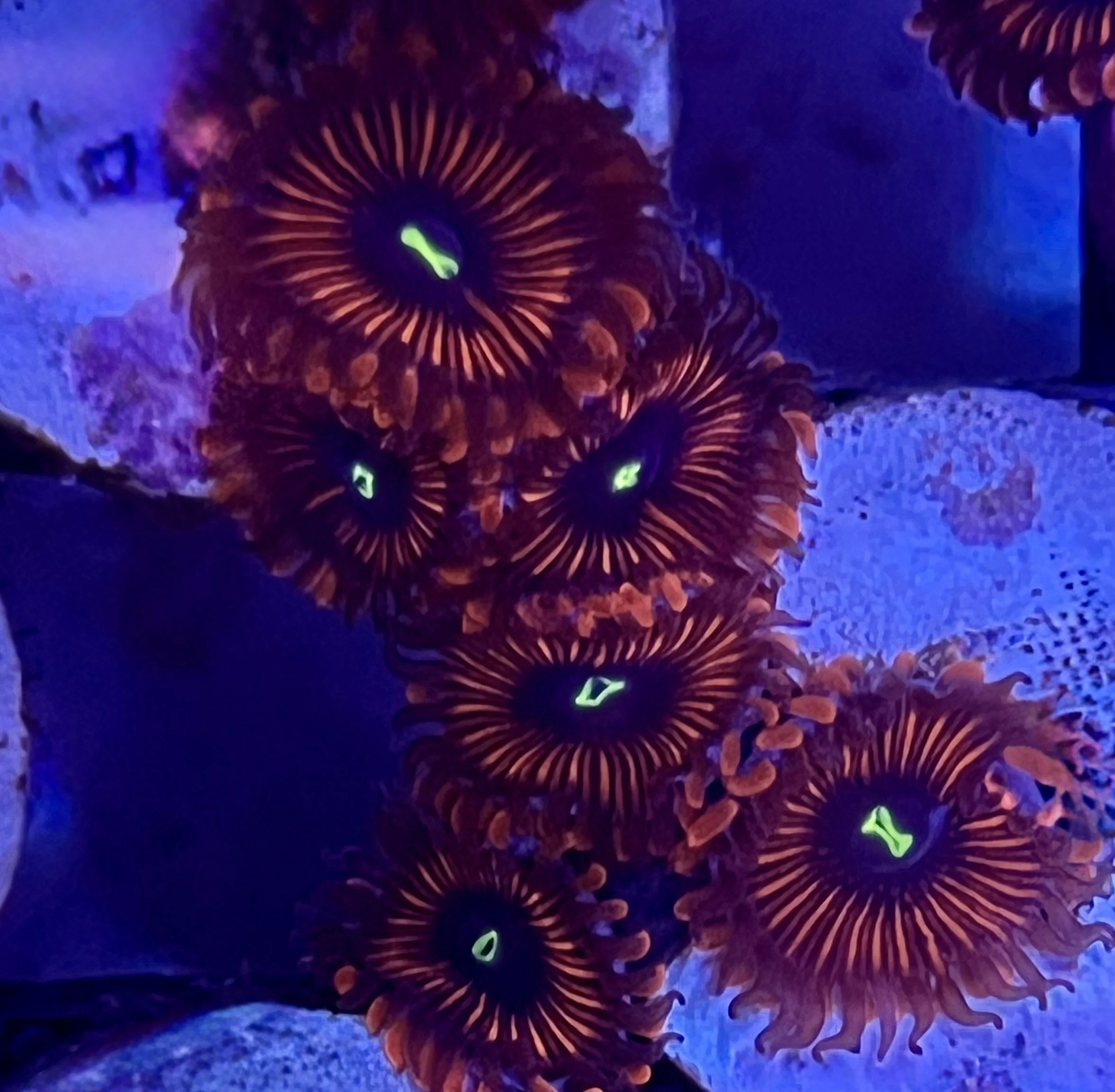 Red People Eater Zoanthids aquacultured coral displaying deep red polyps, purple centers, and bright green mouths from coralSLover®.jpeg