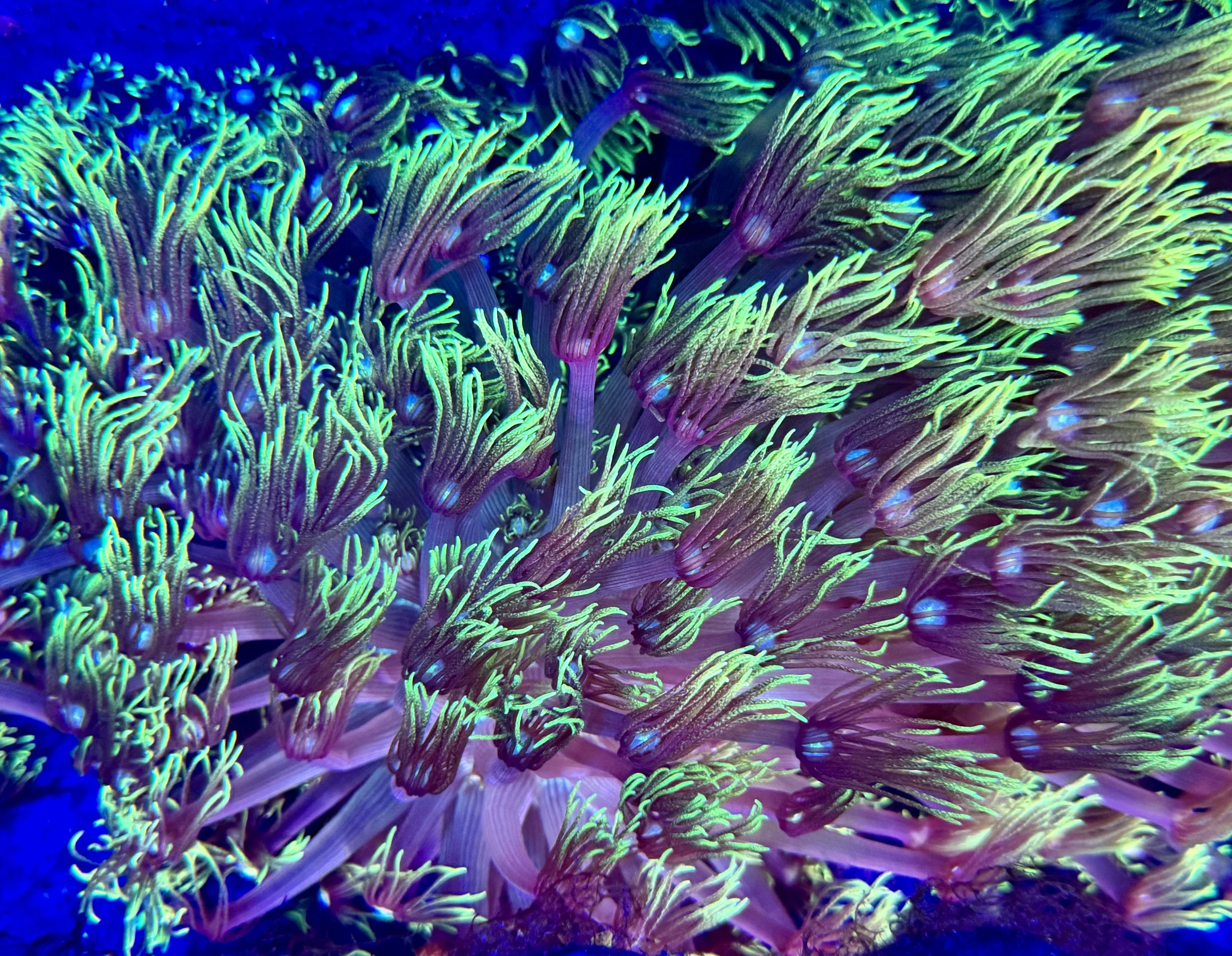 Fully healed aquacultured Grinch Goniopora colony on frag base grown by coralSLover®